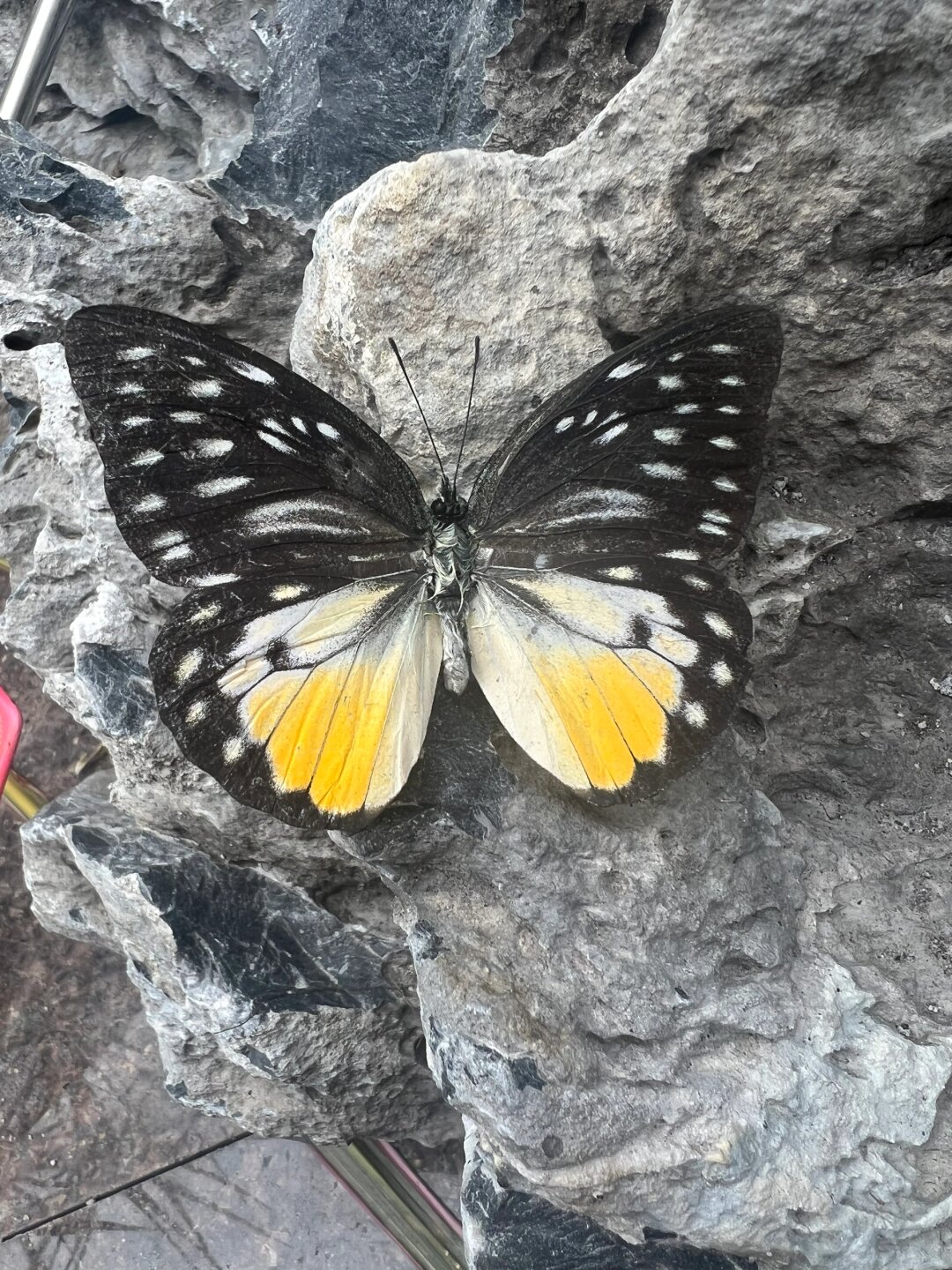 锯粉蝶雄蝶见过很多,雄蝶颜色也有很多不一样,第一