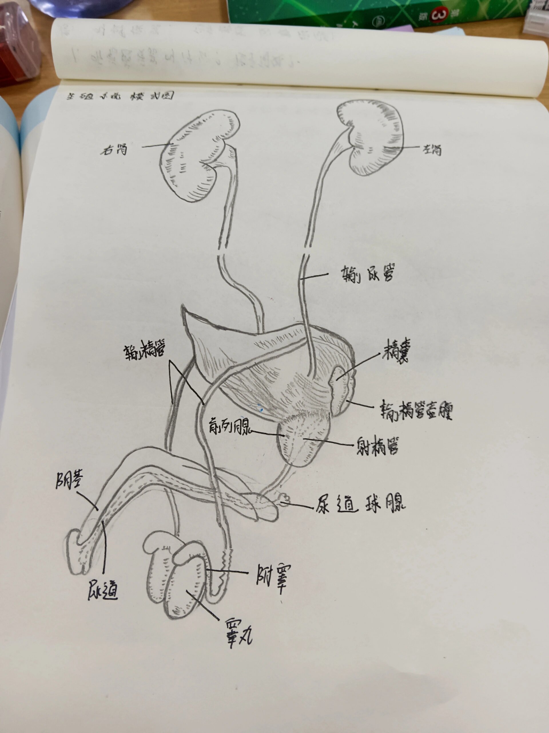 系统解剖(肝的脏面,男性生殖系统图)