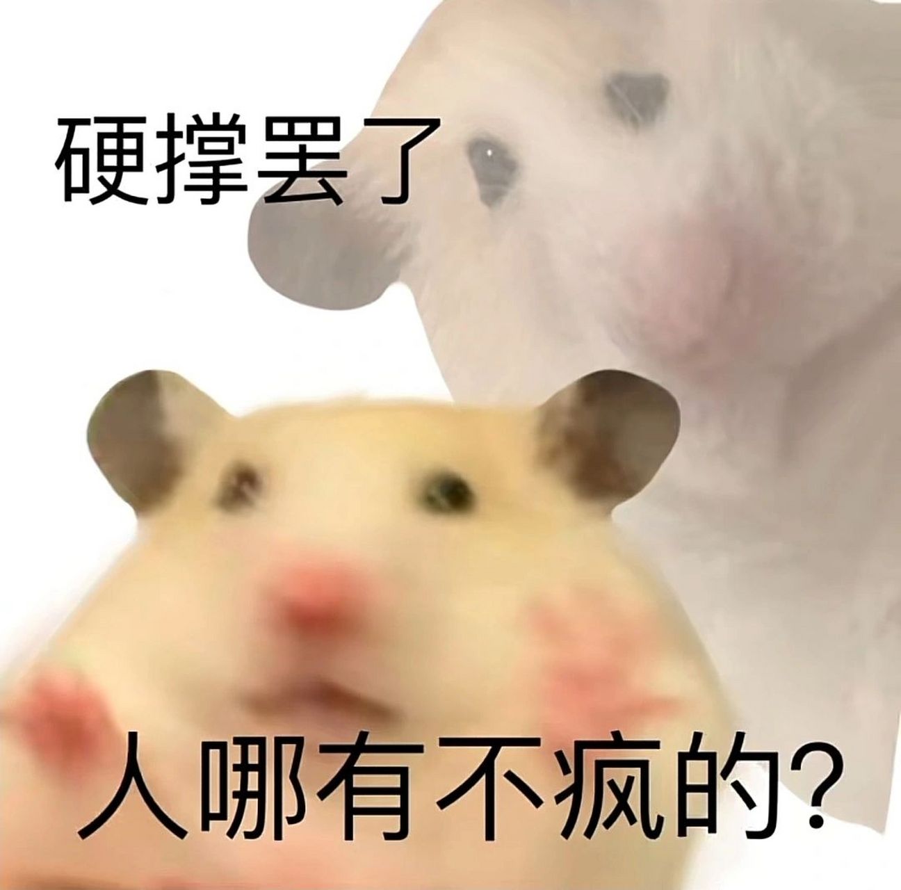 鼠鼠表情包系列 我们鼠鼠呀就是这样子的捏!