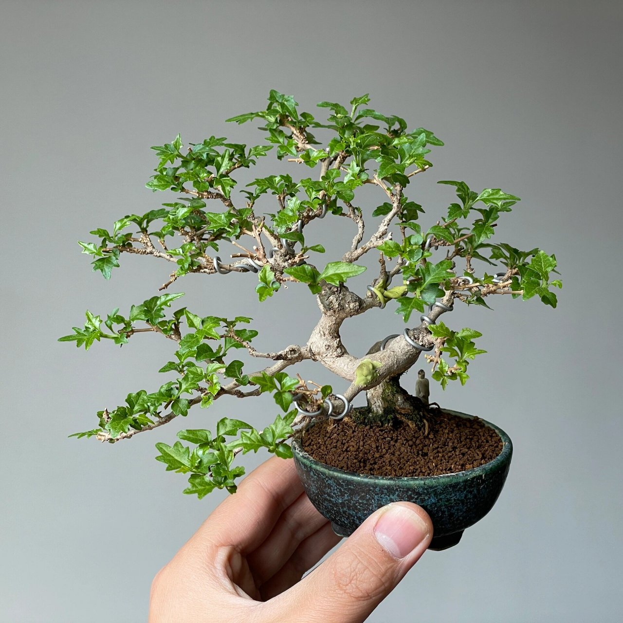 最近入手一棵香枫,家中新c位～ 香枫这小叶真是可爱,摸一摸还会有香味