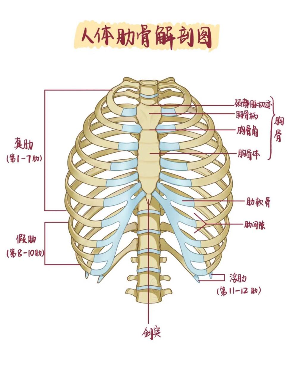 是肋软骨炎吗7515 如图,胸骨柄左侧的骨头之间软骨那里疼,不是
