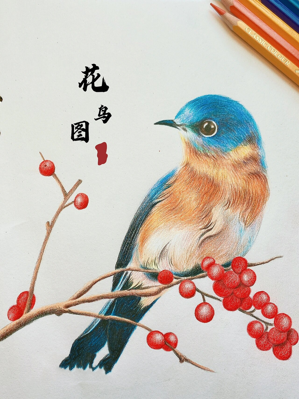 彩铅画 步骤图 鸟 花鸟画 手绘过程