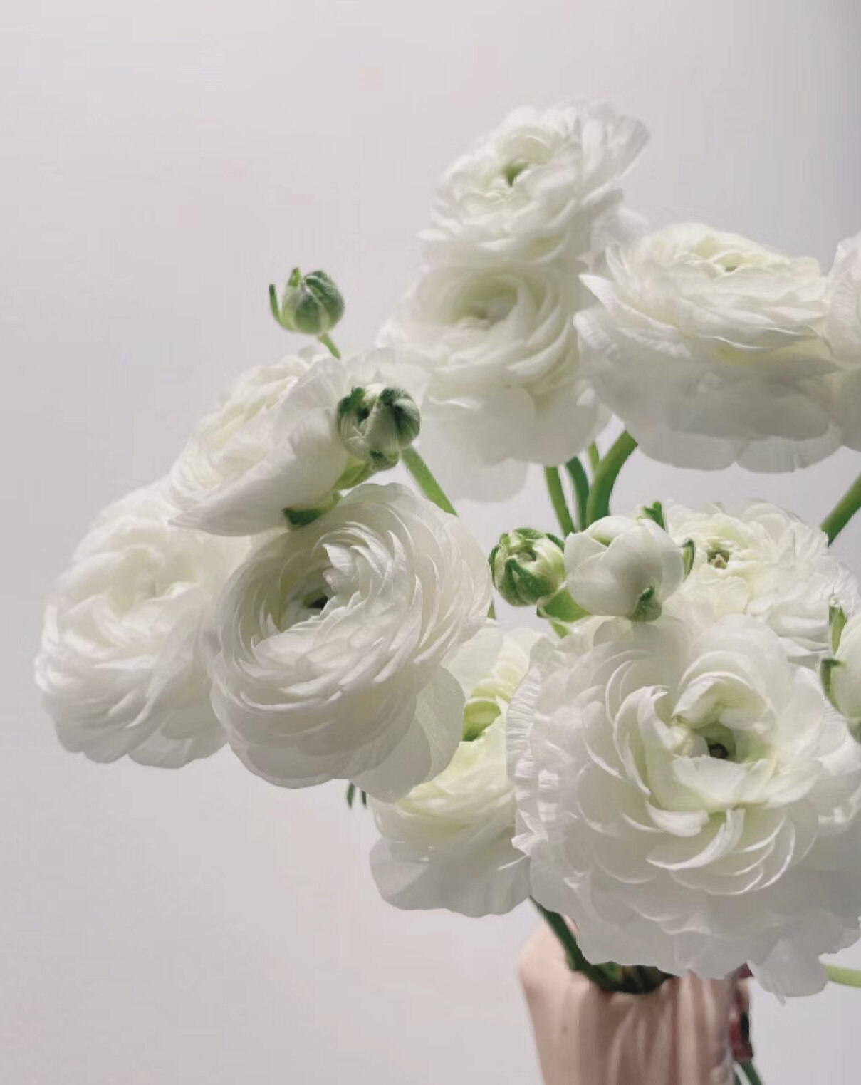 每天带你认识一种花 12 | 白色洋牡丹