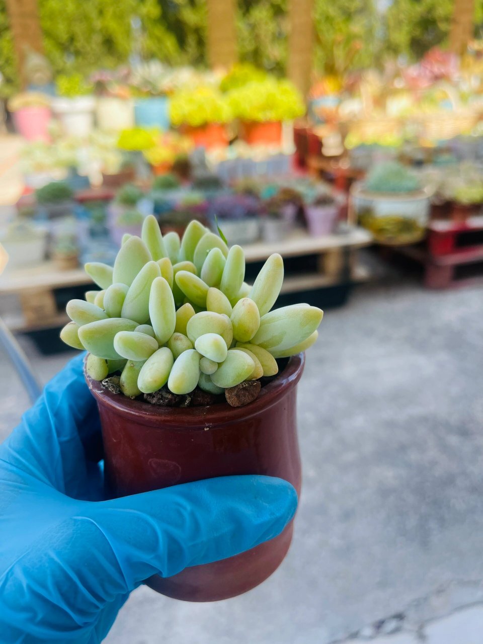 每日记录一款自养的多肉 芒果美人 第36天,完美诠释了盆有多大,肉就