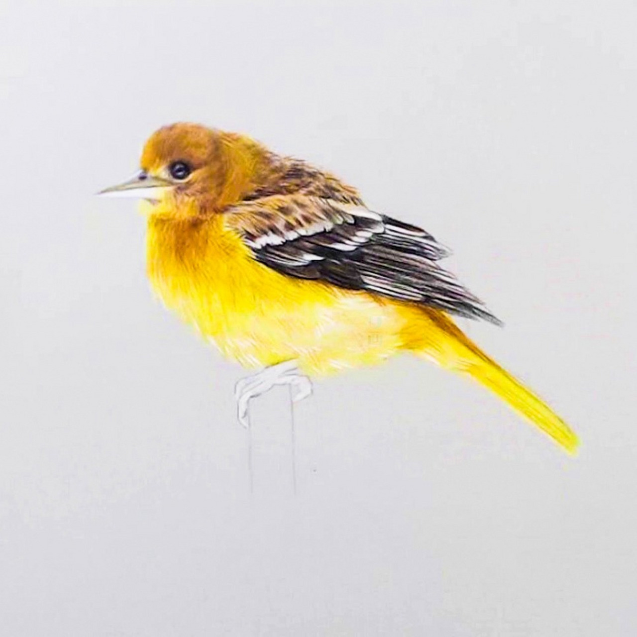 【彩铅案例】—黄鹂91 "两只黄鹂鸣翠柳,一行白鹭94上青天"91