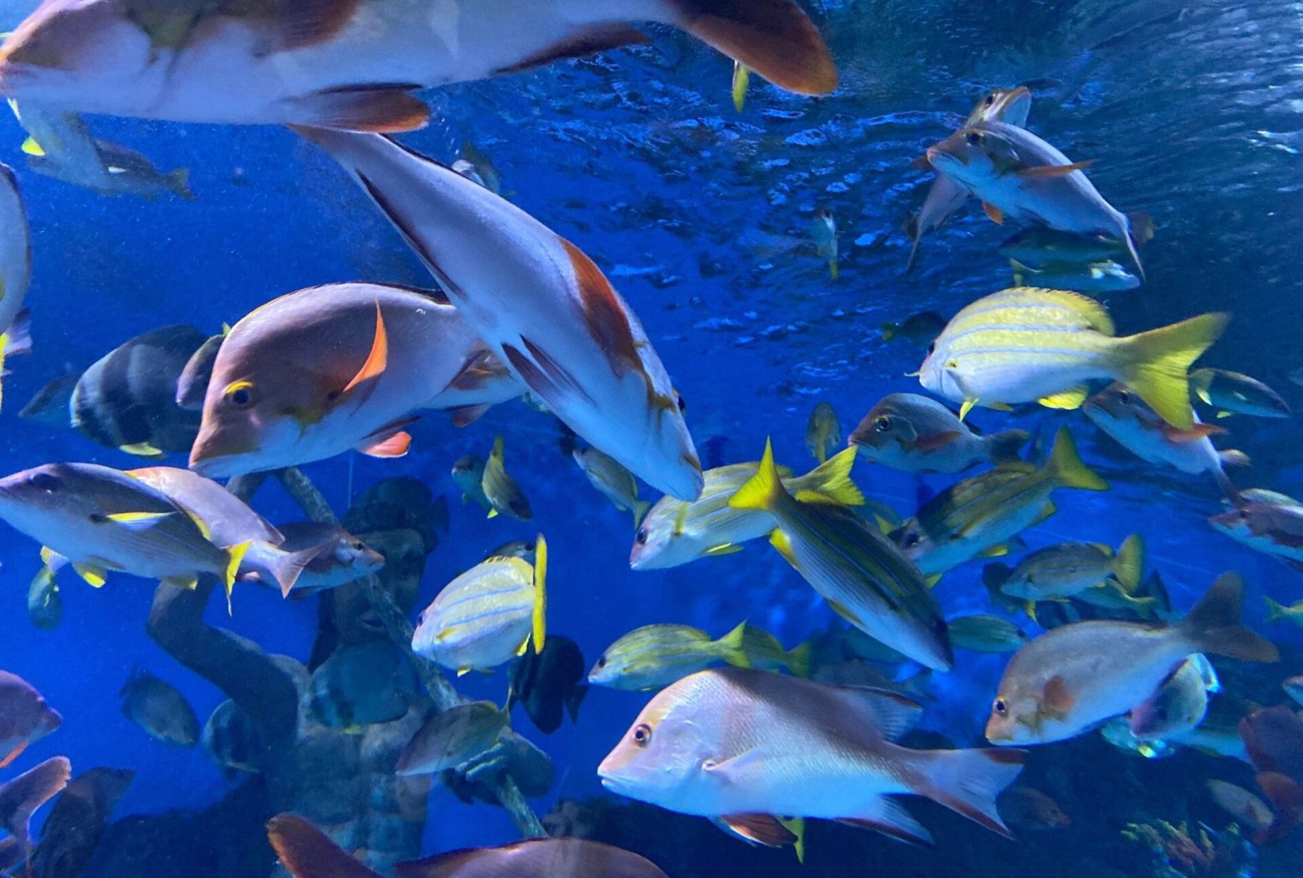 圆通山动物园水族馆图片