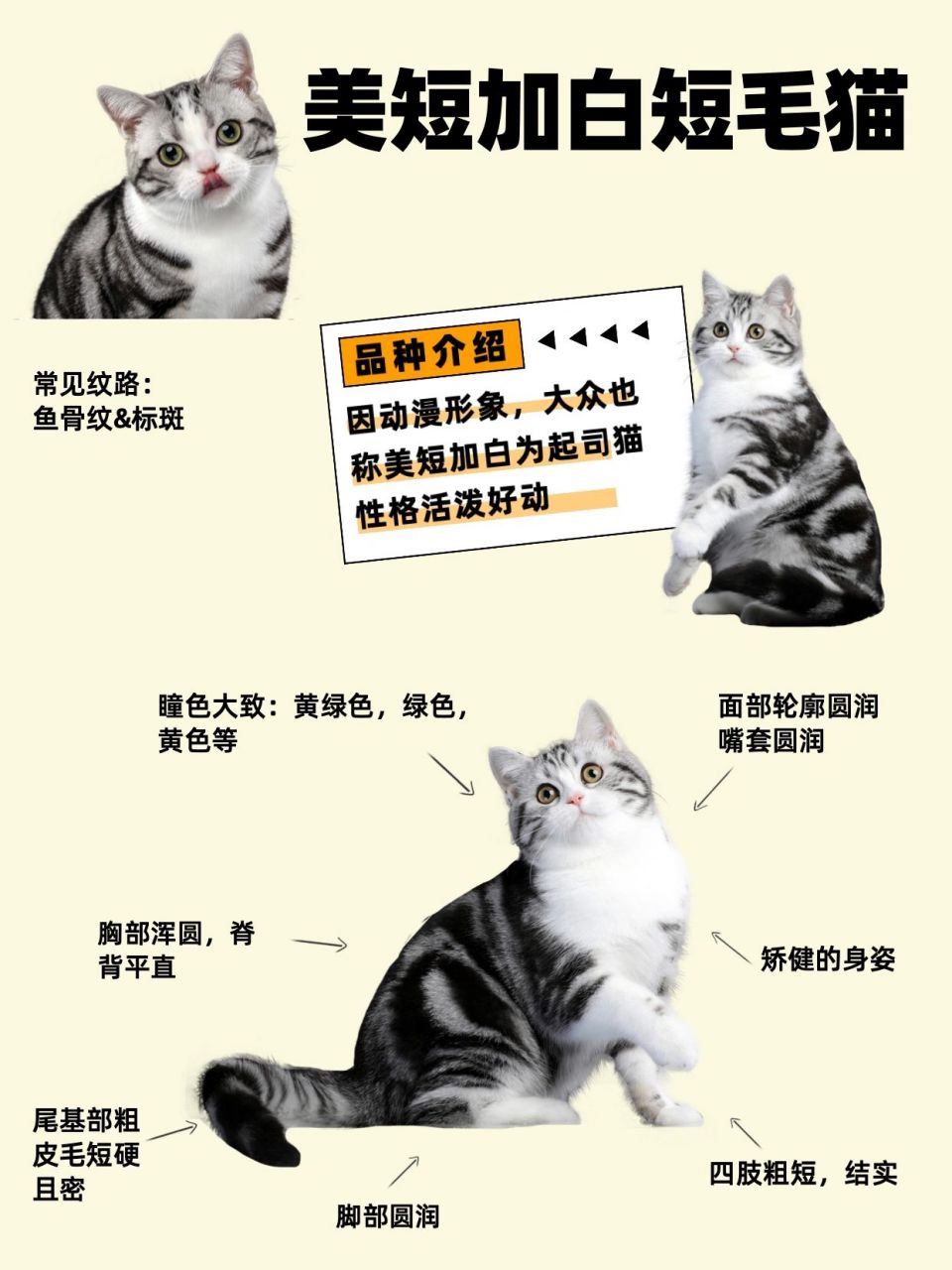 每日一猫|美短起司猫 美短起司猫 97起源:美国短毛猫是原产于美国的