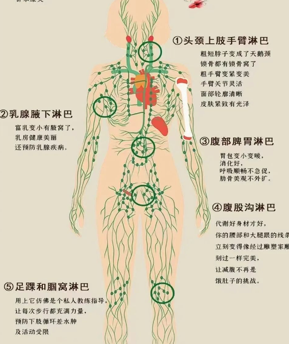 淋巴结是长成椭圆形或蚕豆样的小肉疙瘩,颜色灰红,大小不等