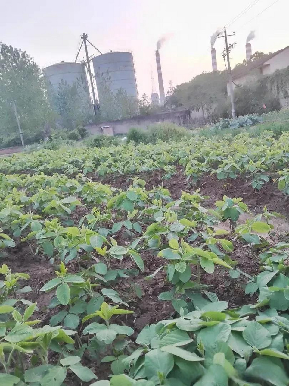 适合穷人没本钱的种植(适合穷人没本钱的种植定边适合种什么药材)