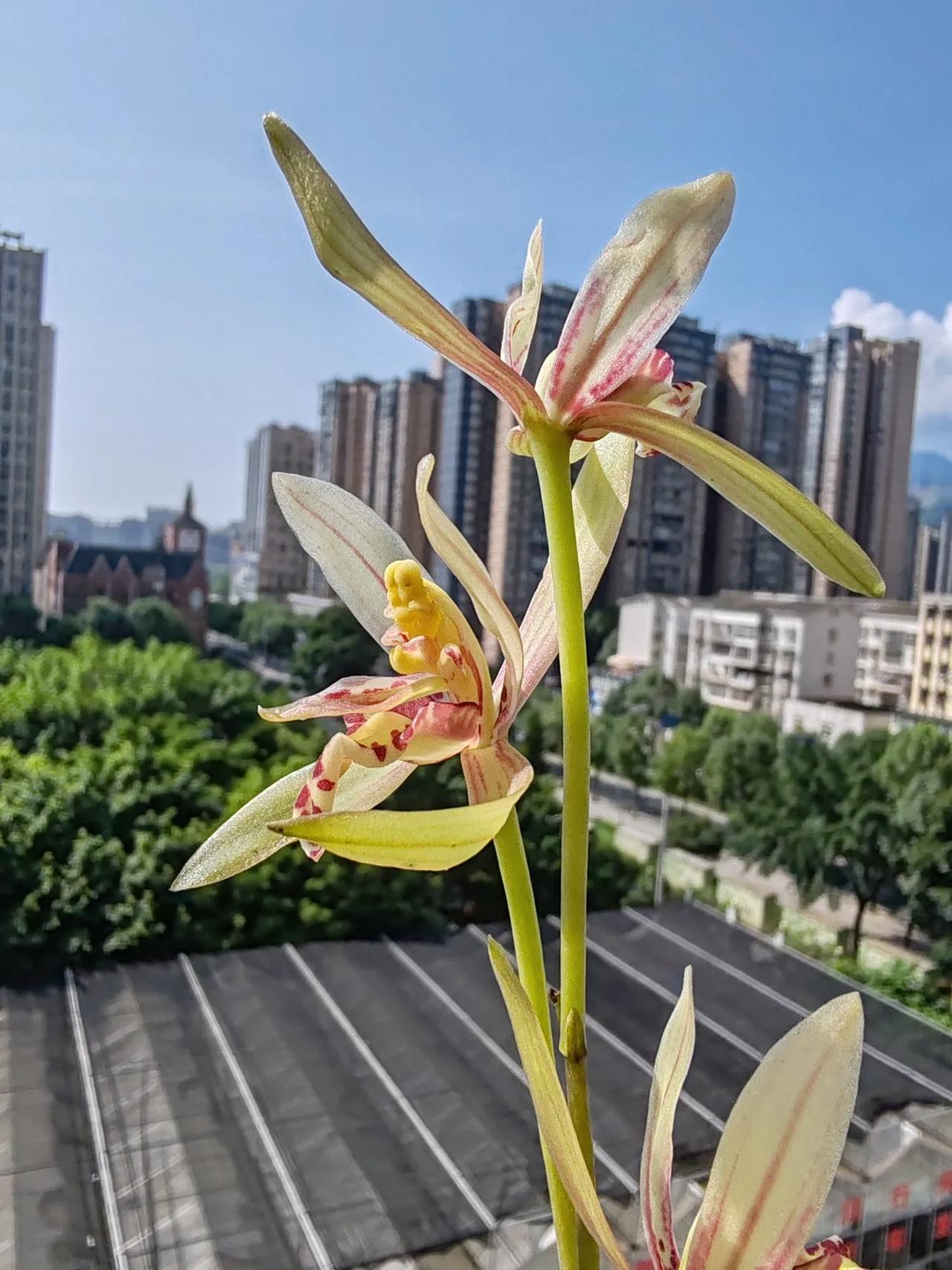 头条创作挑战赛狮子头花,越开狮子头型态越明显,蛮有意思哈