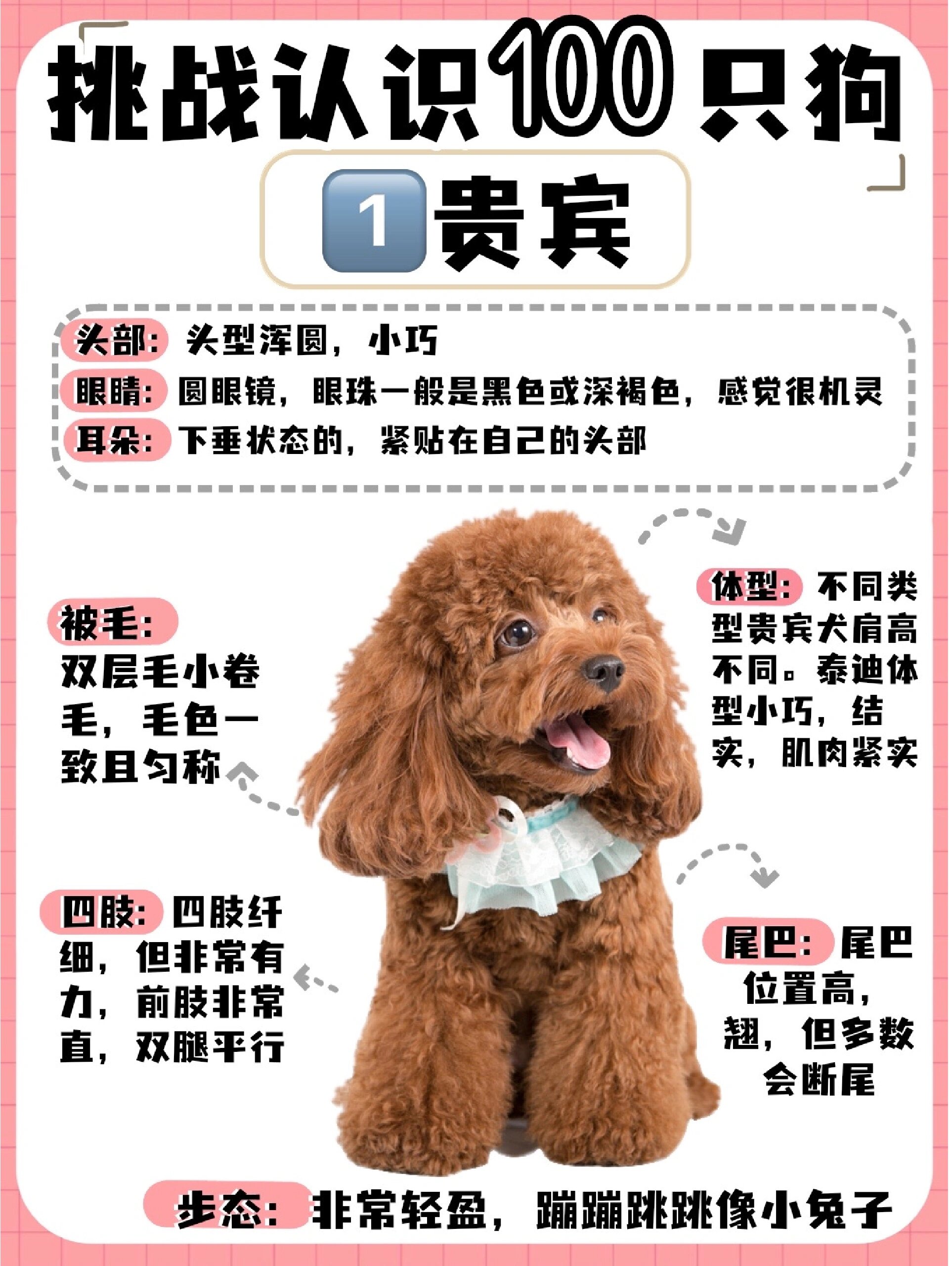 泰迪犬报价图片