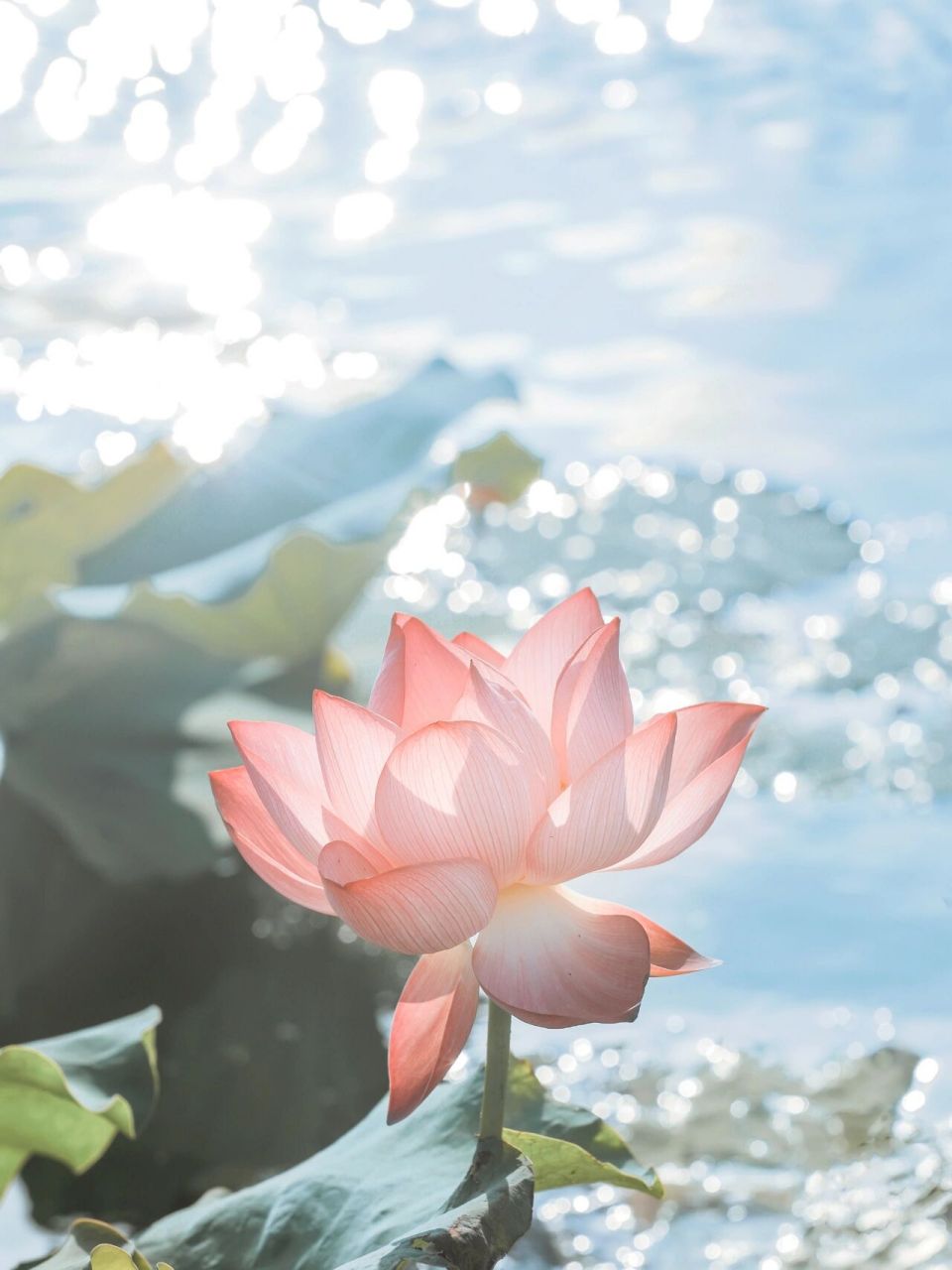 哈哈提前适应老年生活的头像! 这个荷花也太好看了吧!