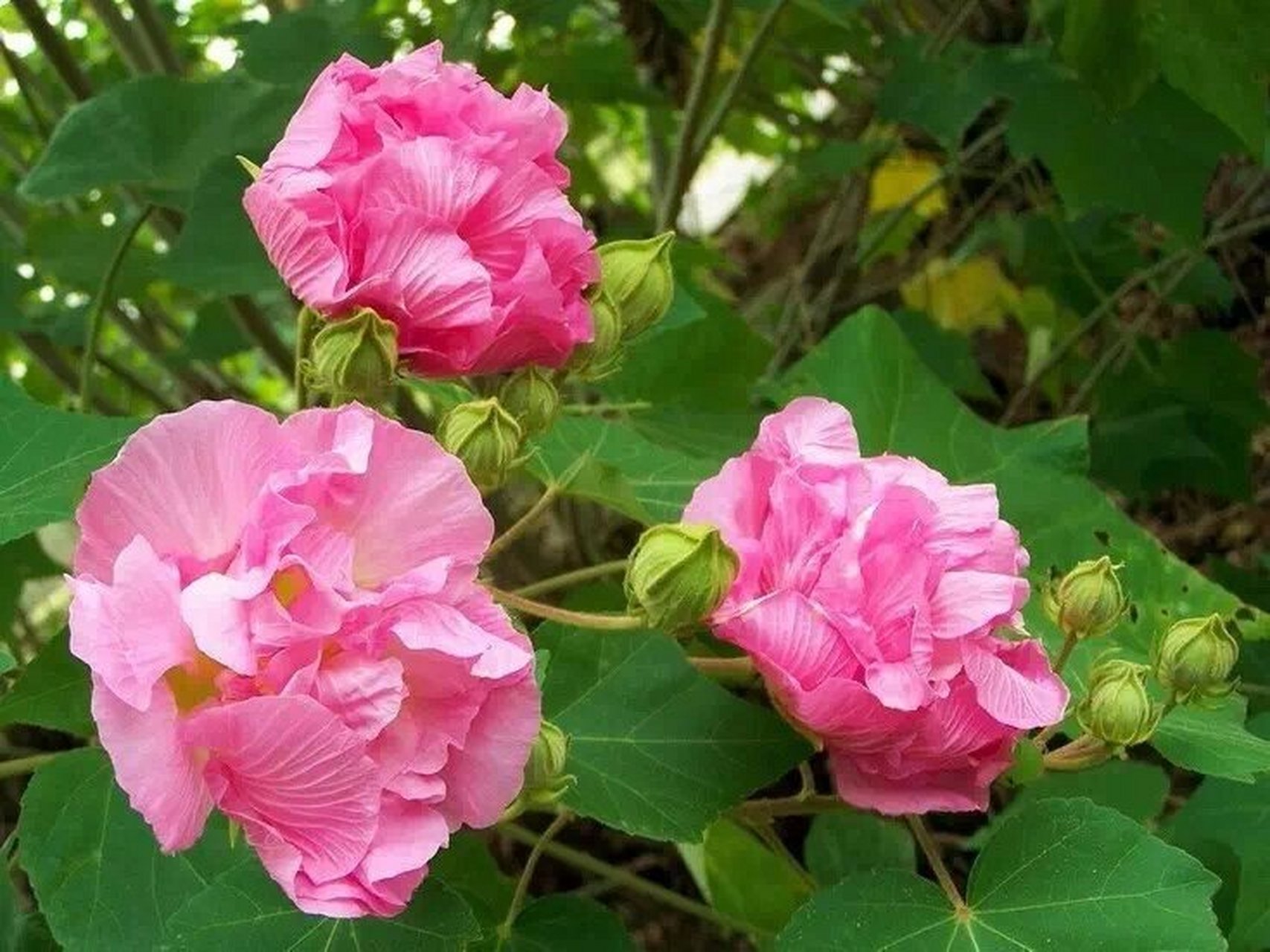 每月一花——十月花令芙蓉花 每年金秋十月芙蓉花争艳盛开.