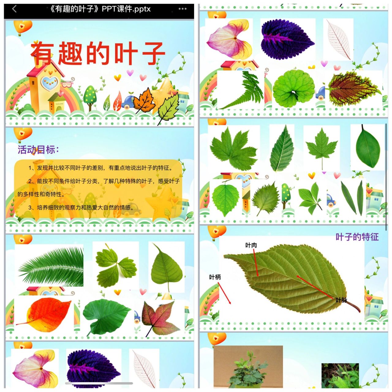 97中班科学《有趣的叶子》教案77ppt 979797活动目标:1