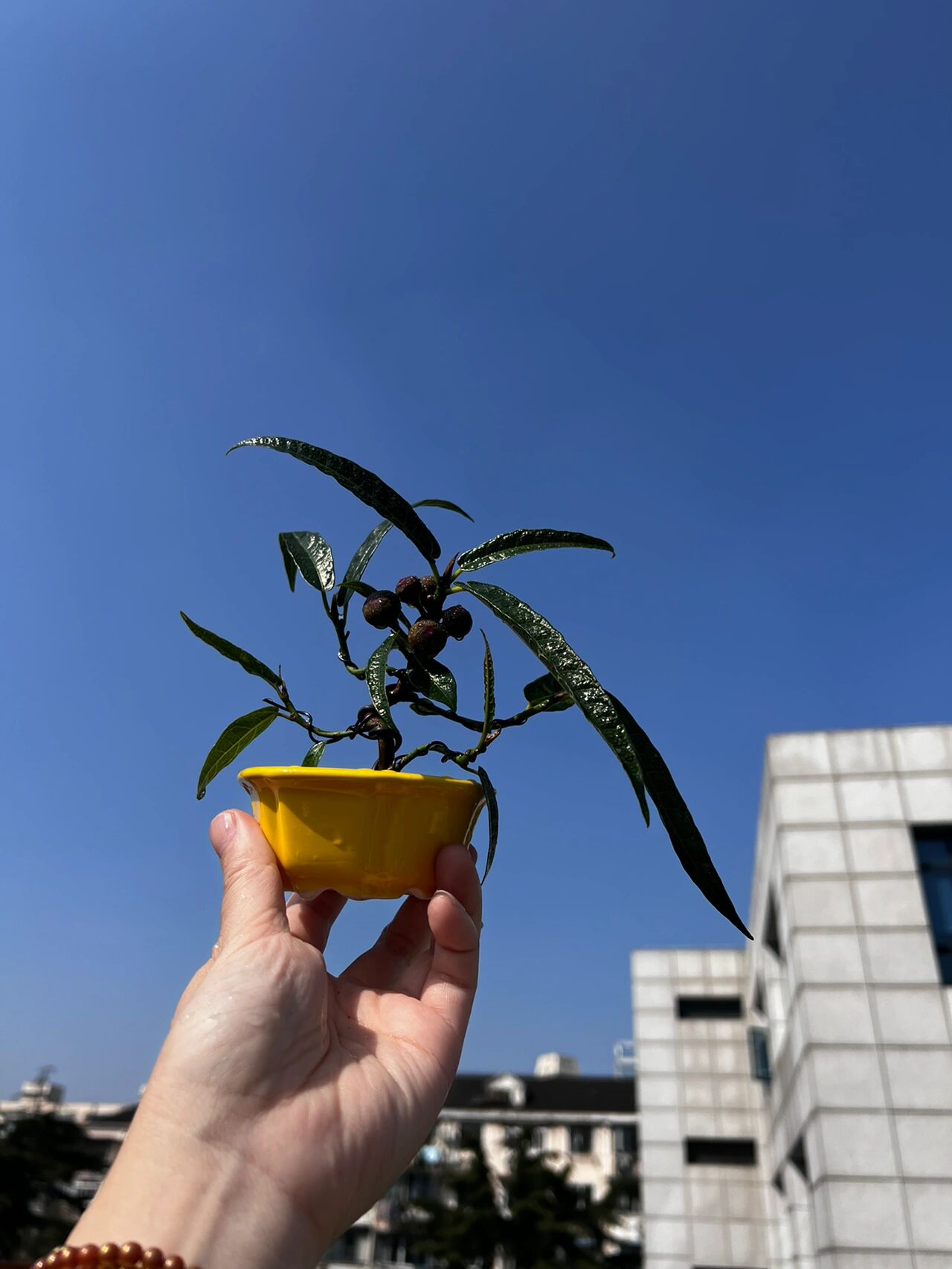 日本犬枇杷 姬无花果 矮小天仙果