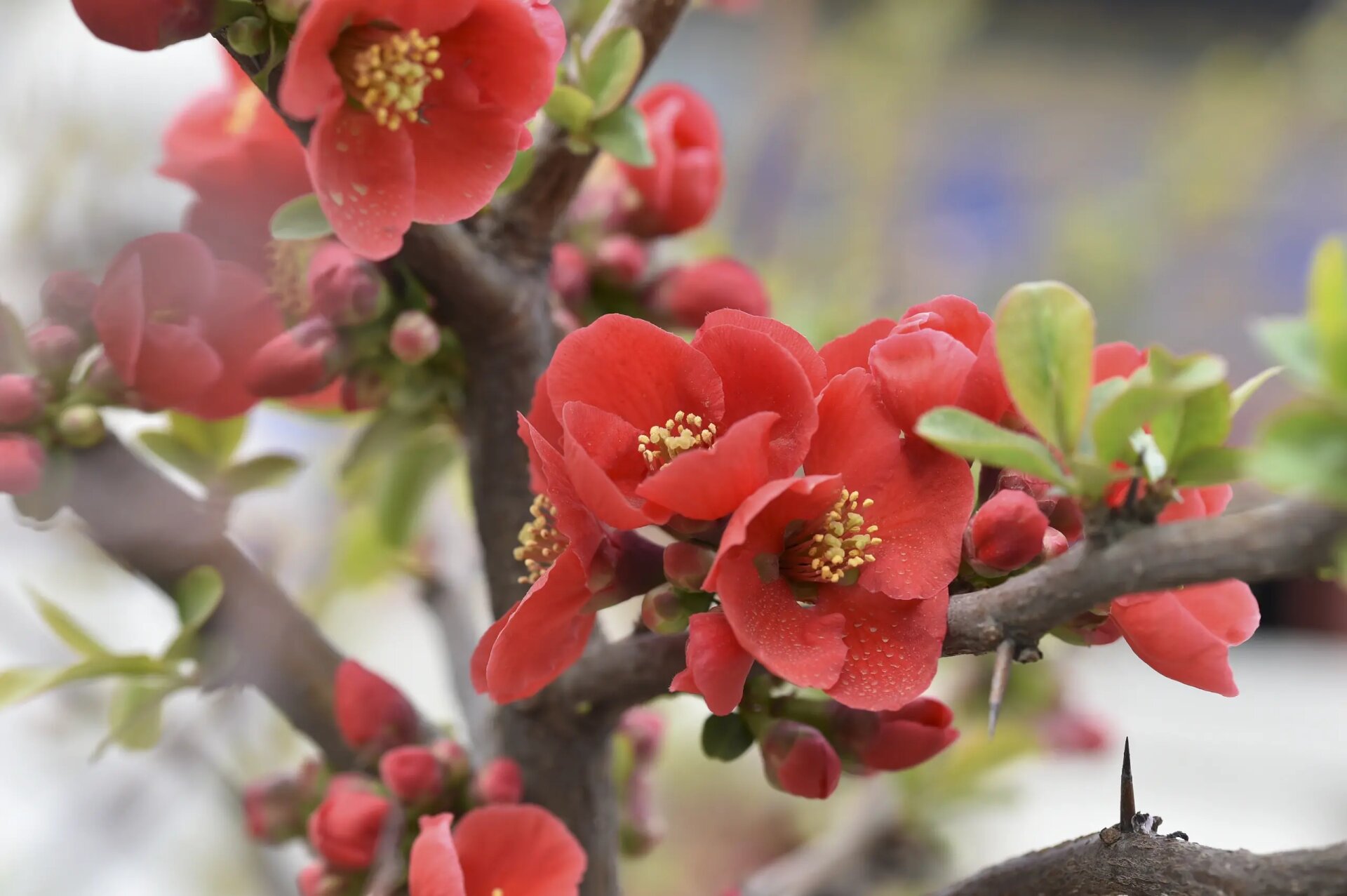 木瓜海棠和贴梗海棠