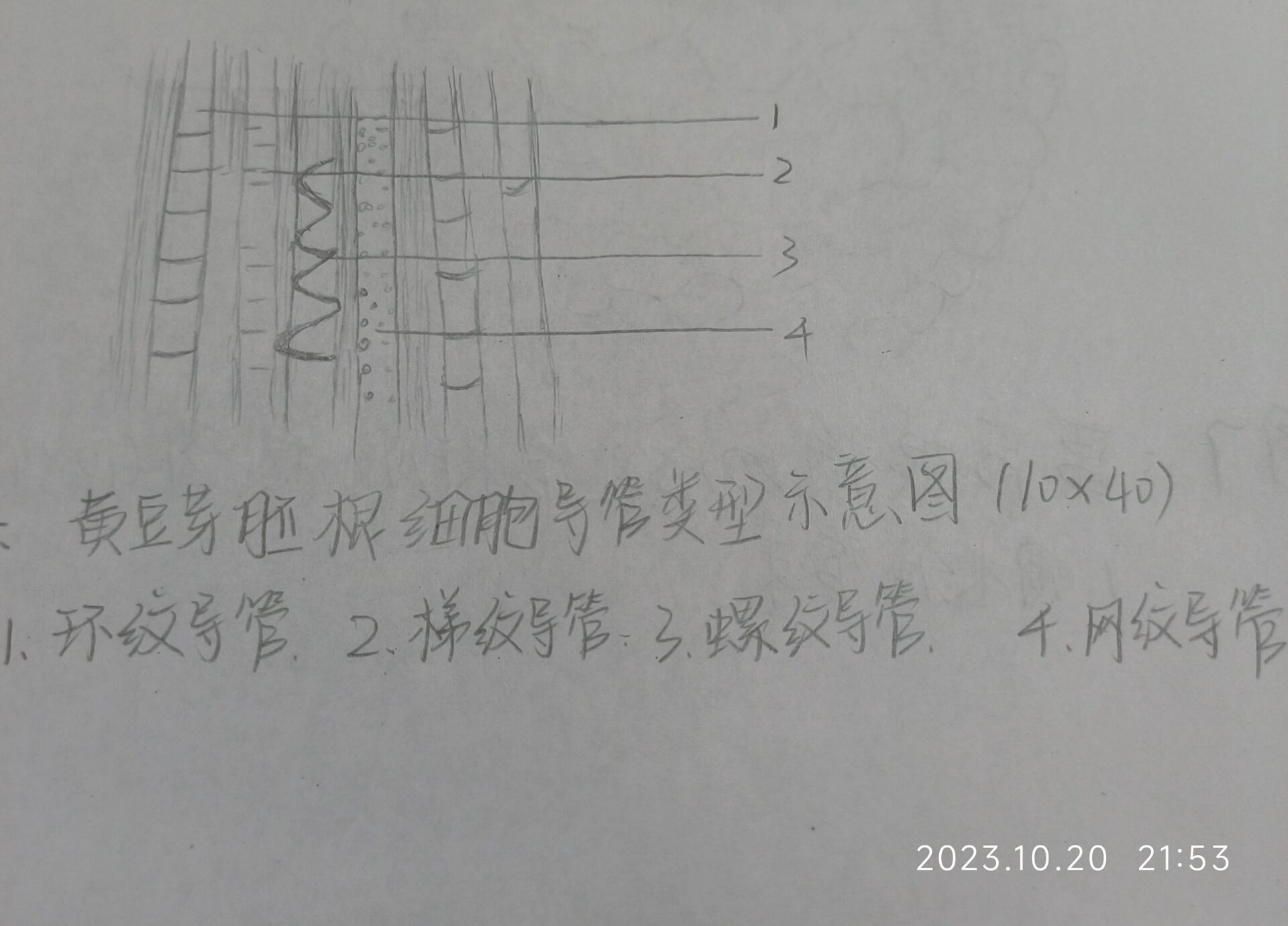 药用植物学实验报告,显微镜下的宇宙