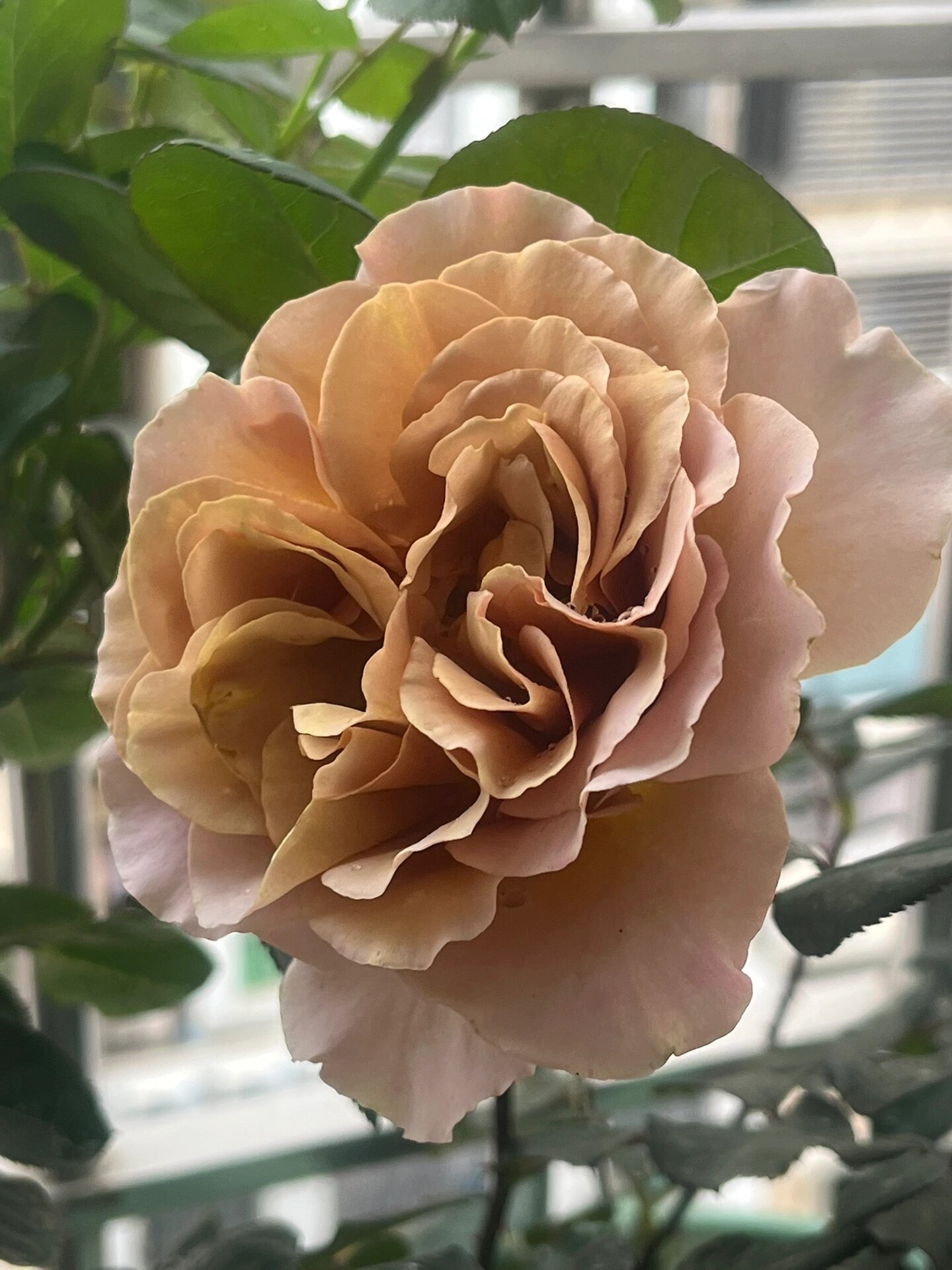 拿铁咖啡月季 拿铁咖啡月季,咖啡色花朵,花径8-10厘米,没药香味,切花