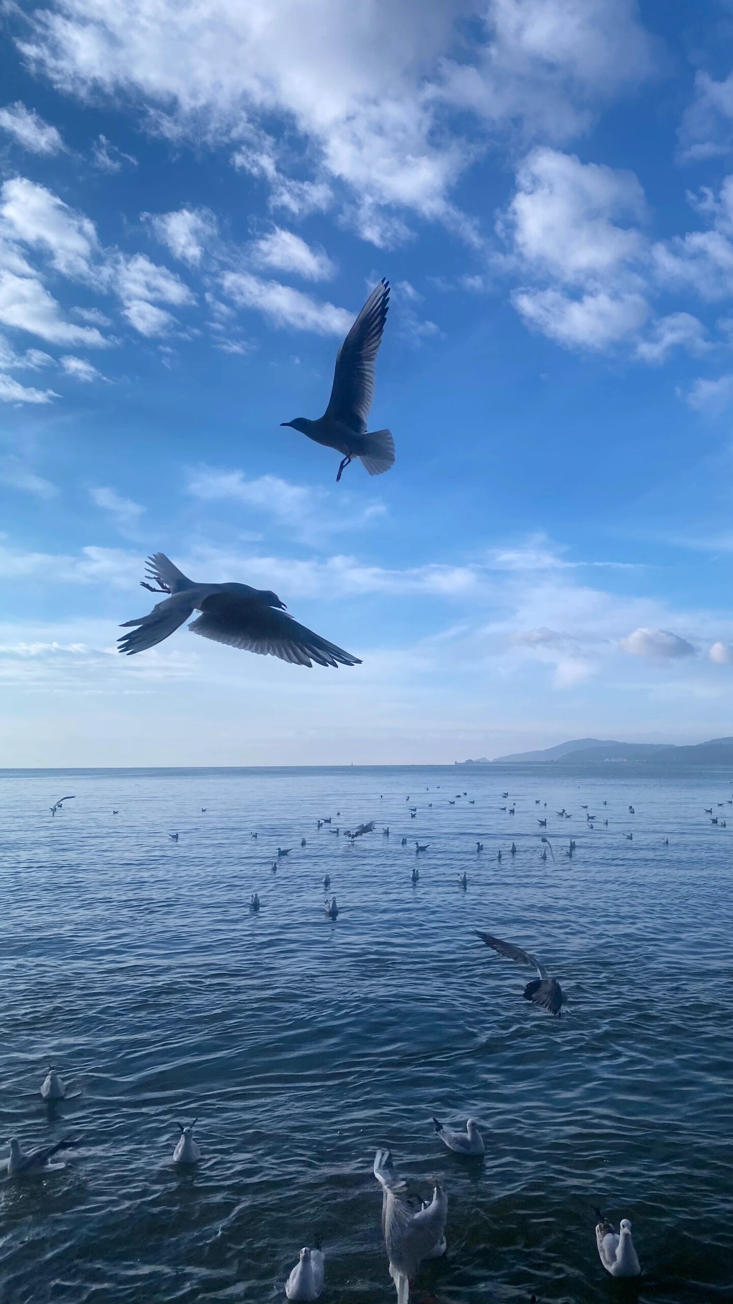 昆明喂海鸥 网红景点图片