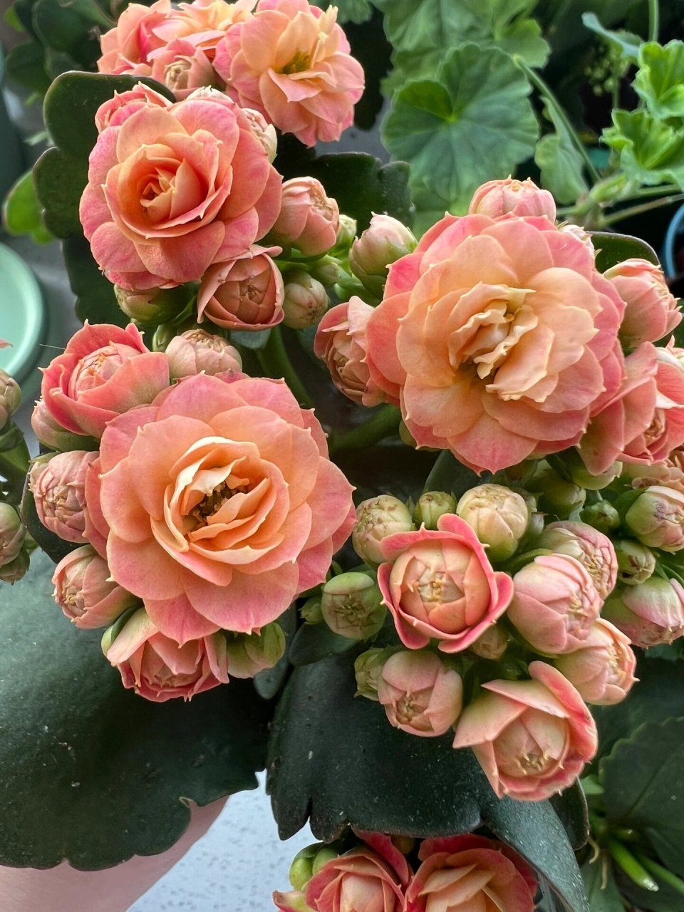 长寿花华丽,华丽橙,赫利,万圣节 橙巴黎 它的名字多的数不清?