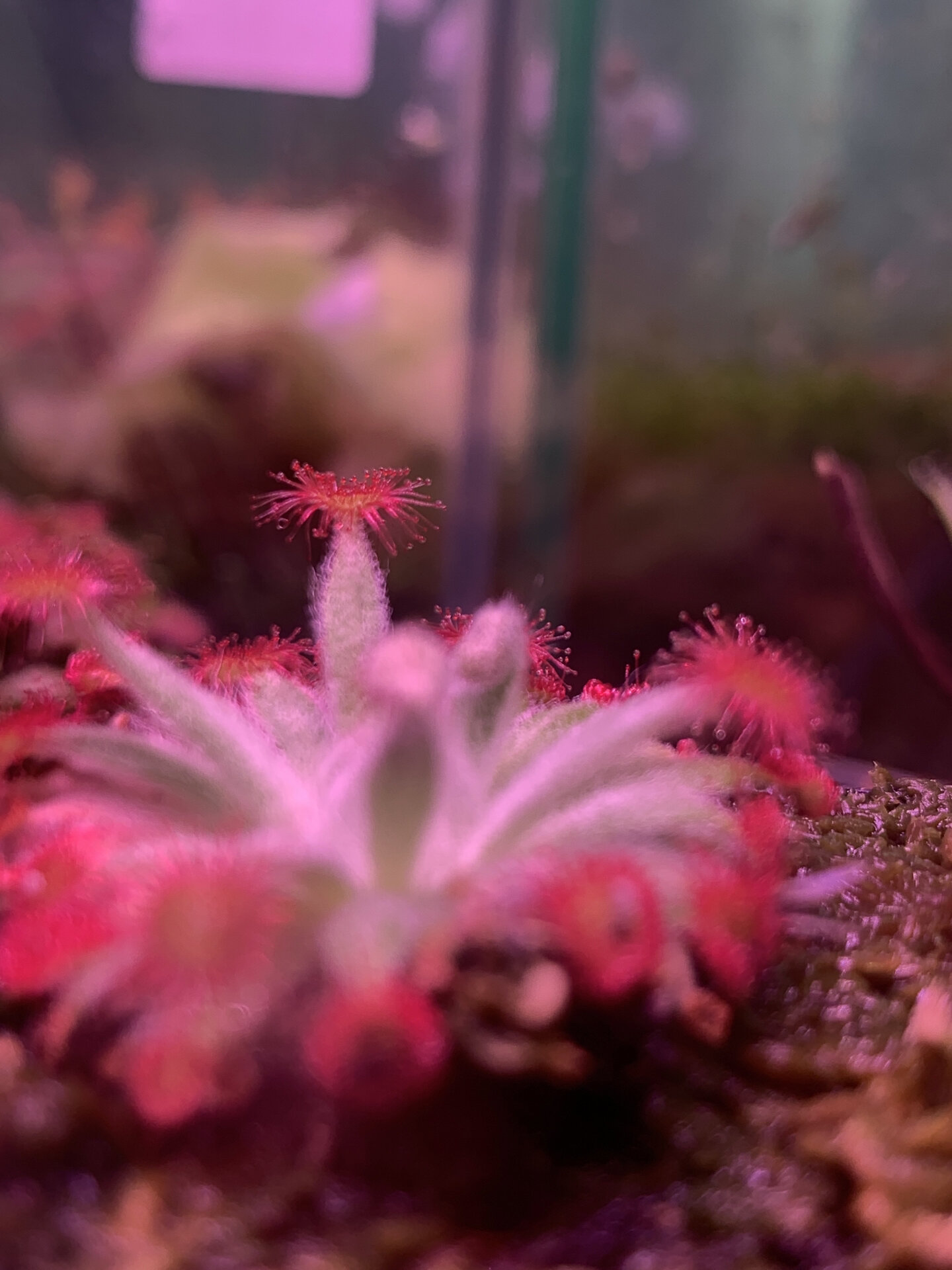 北领地 银匙茅膏菜 喜欢所有茅膏菜