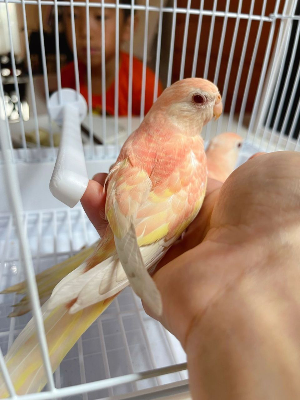 准备养鸟时,搜索资料,就看到秋草鹦鹉了.开始以为是滤镜或者染色.