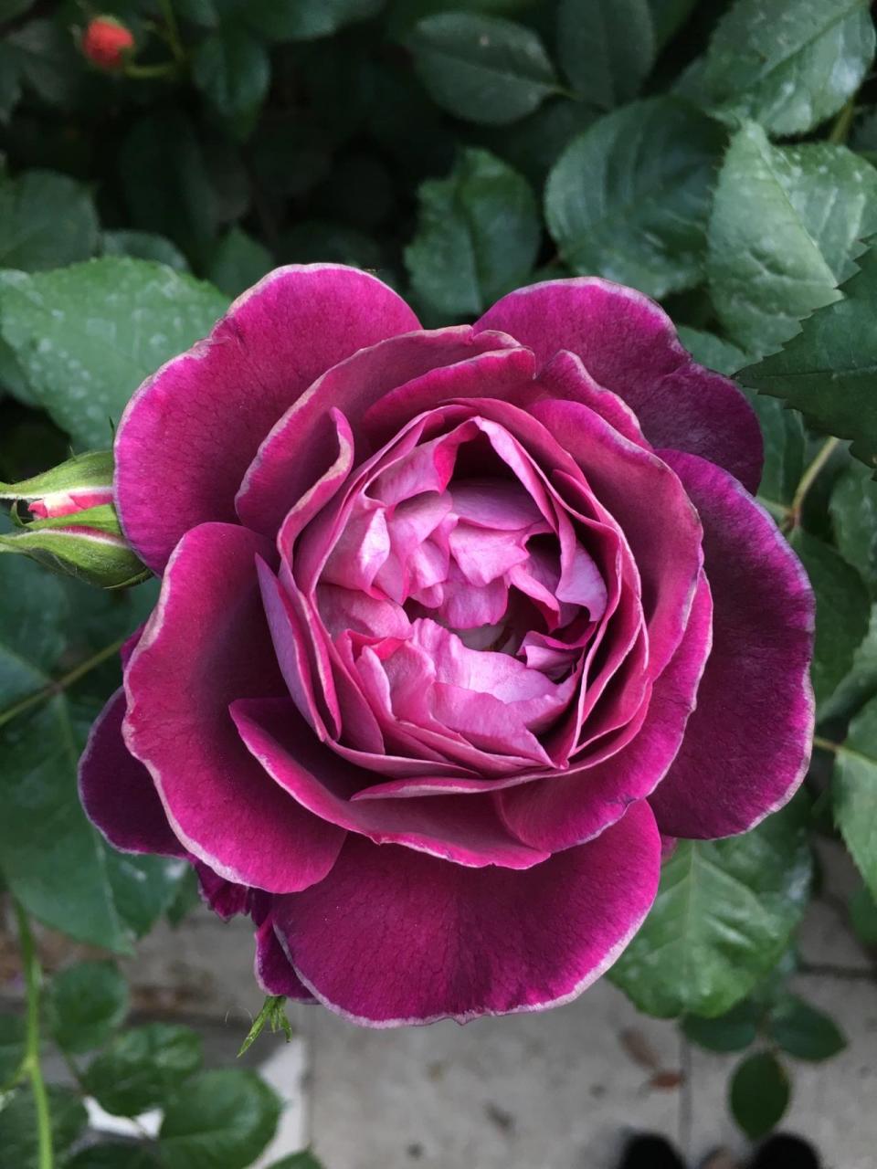 合唱团月季,美炸了    合唱团月季,美炸了