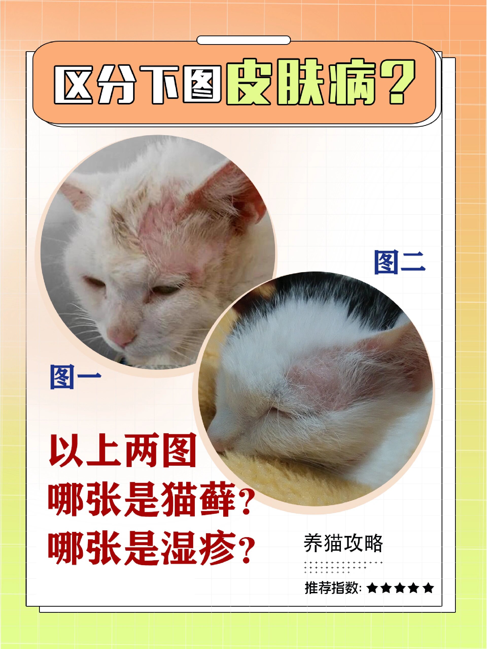 测试:以上两图,猫藓与猫咪湿疹各是哪张 猫藓 ●常见的真菌感染