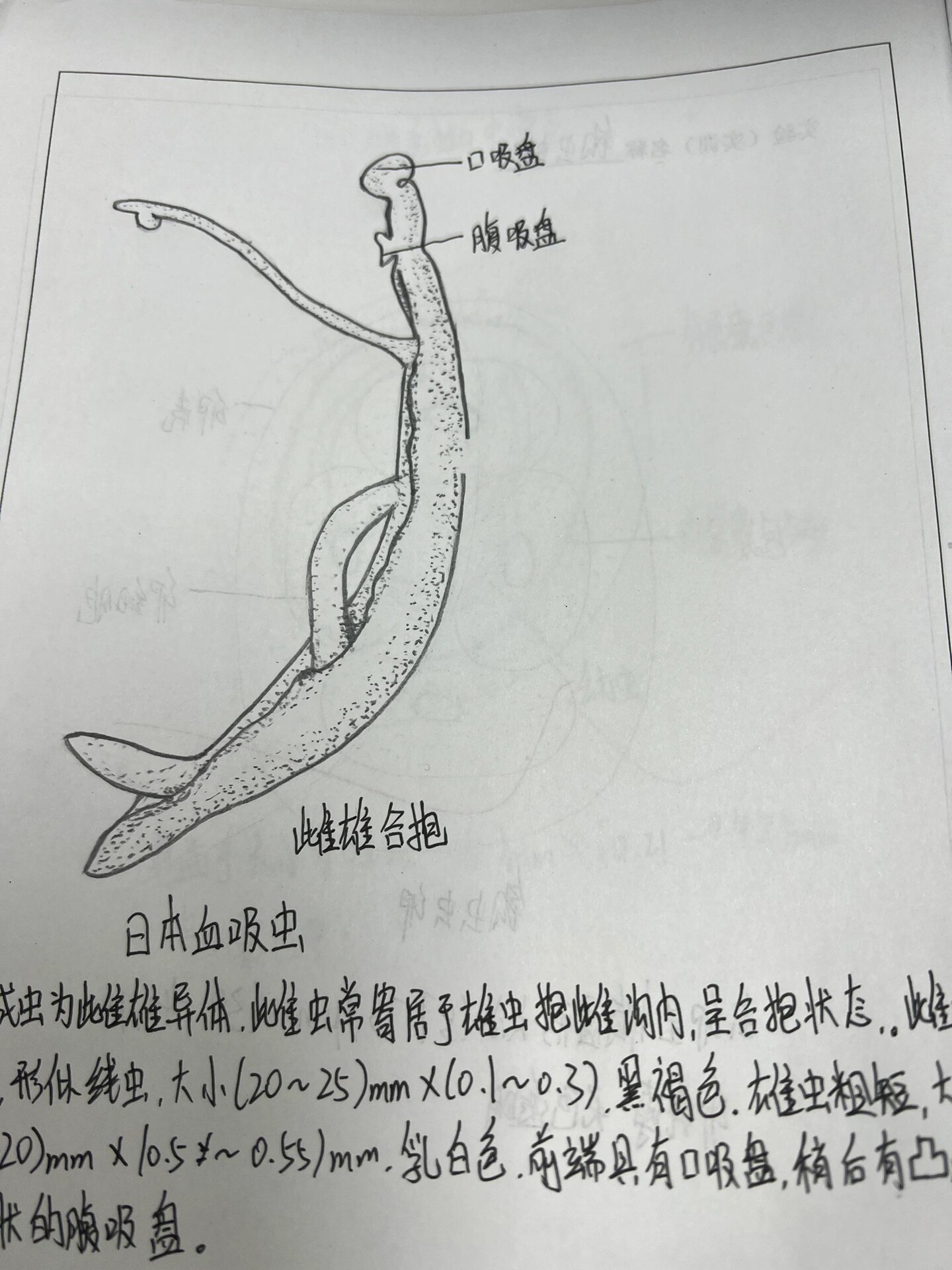 日本血吸虫 雌雄异体