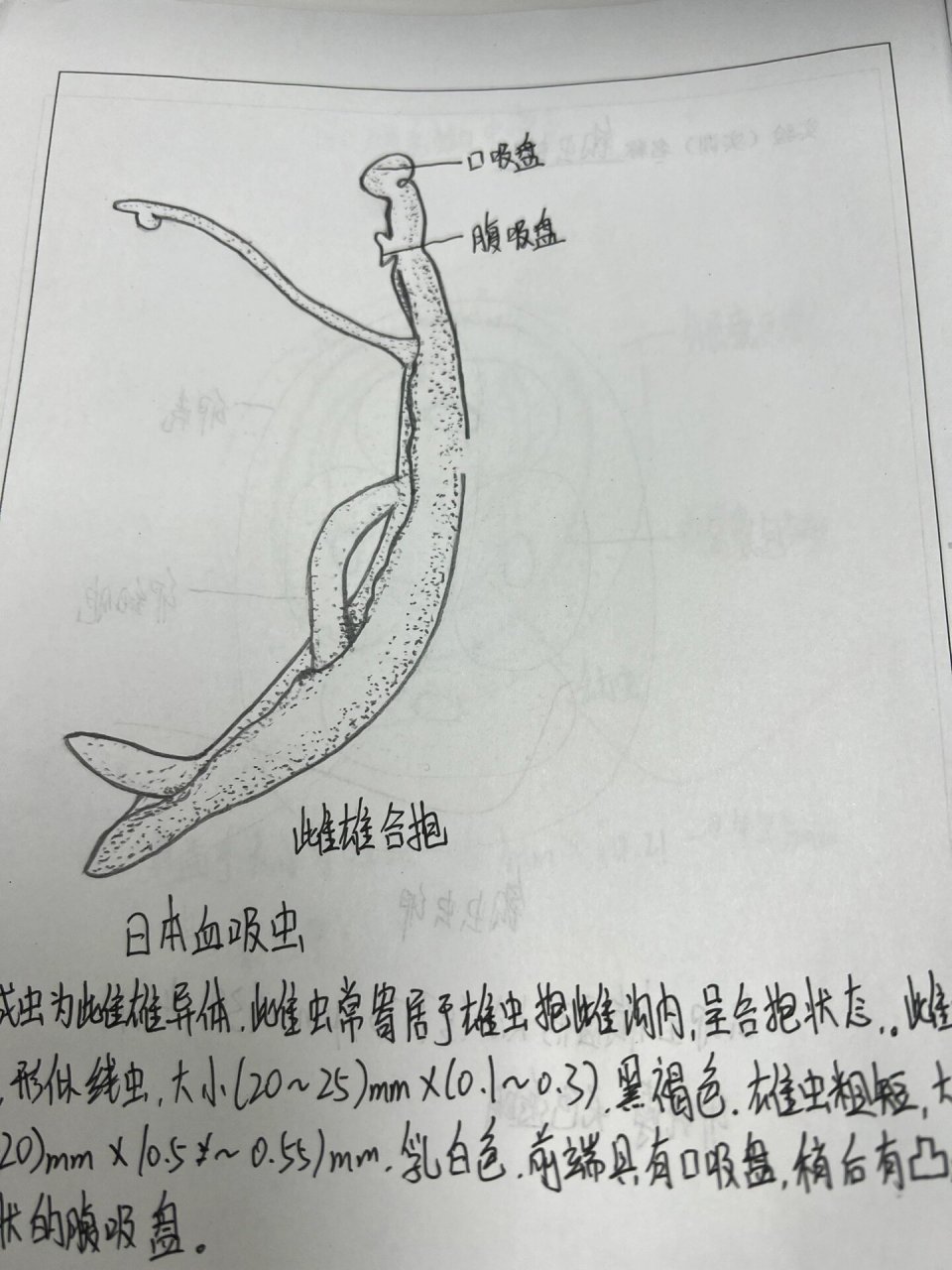 日本血吸虫 雌雄异体