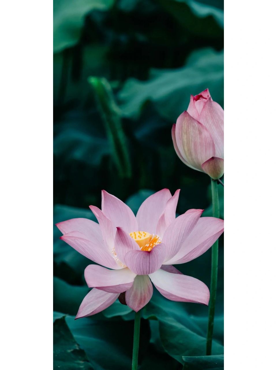 超美的莲花荷花壁纸护眼背景图锁屏壁纸手机