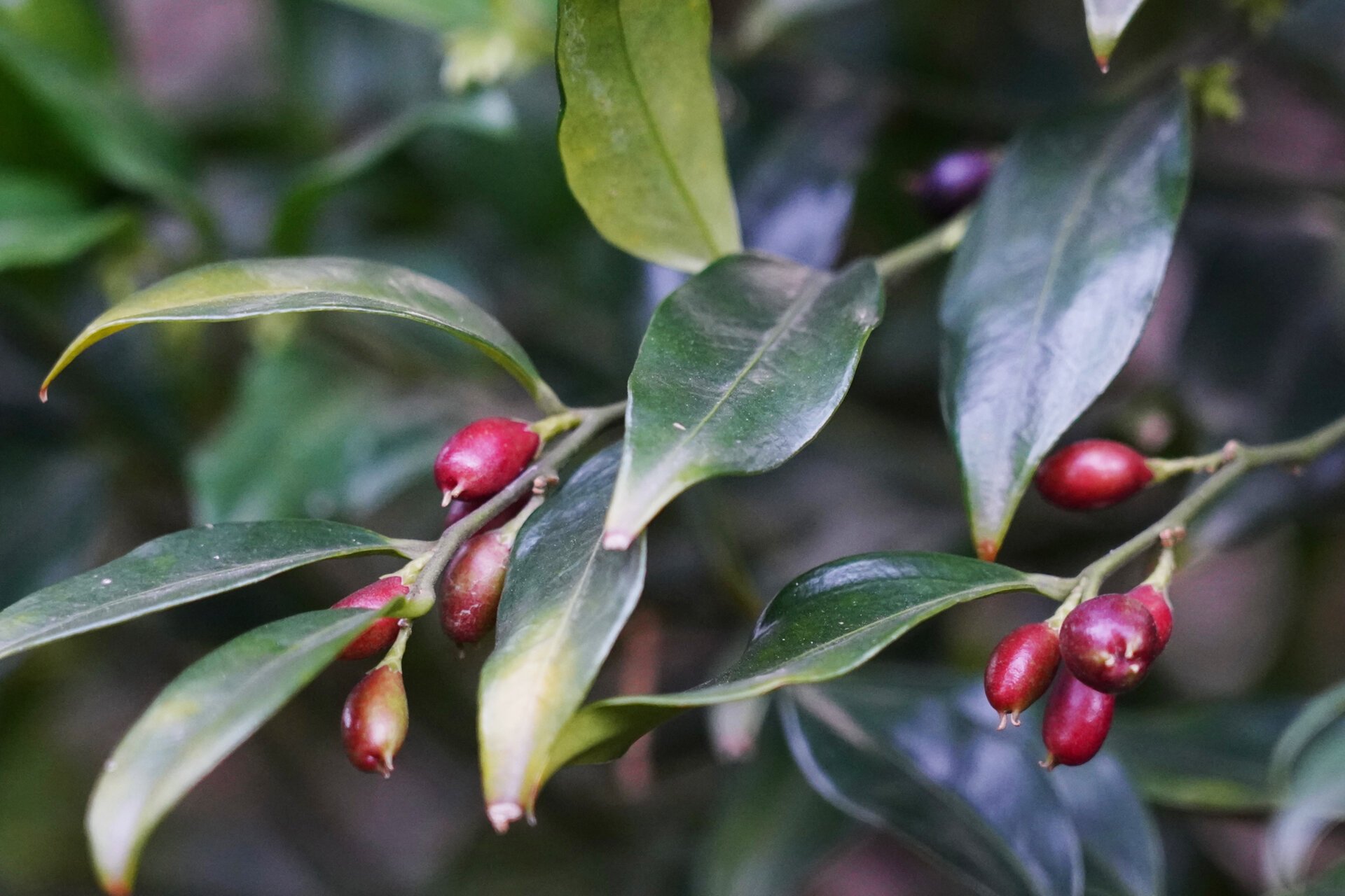 野扇花90 野扇花,别名:野樱桃,矮陀,滇香桂,豆根,黄杨科野扇花属