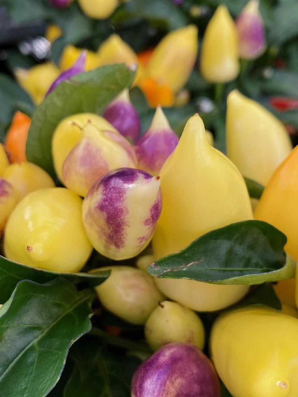 五彩椒辣味素含量是普通辣椒的10倍 五彩辣椒是辣椒的一个变种,可以吃