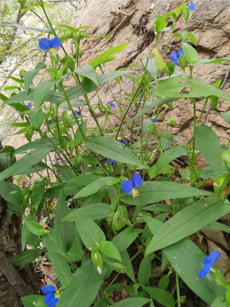 中草药,鸭跖草 鸭跖草,鸭跖草科,鸭跖草属