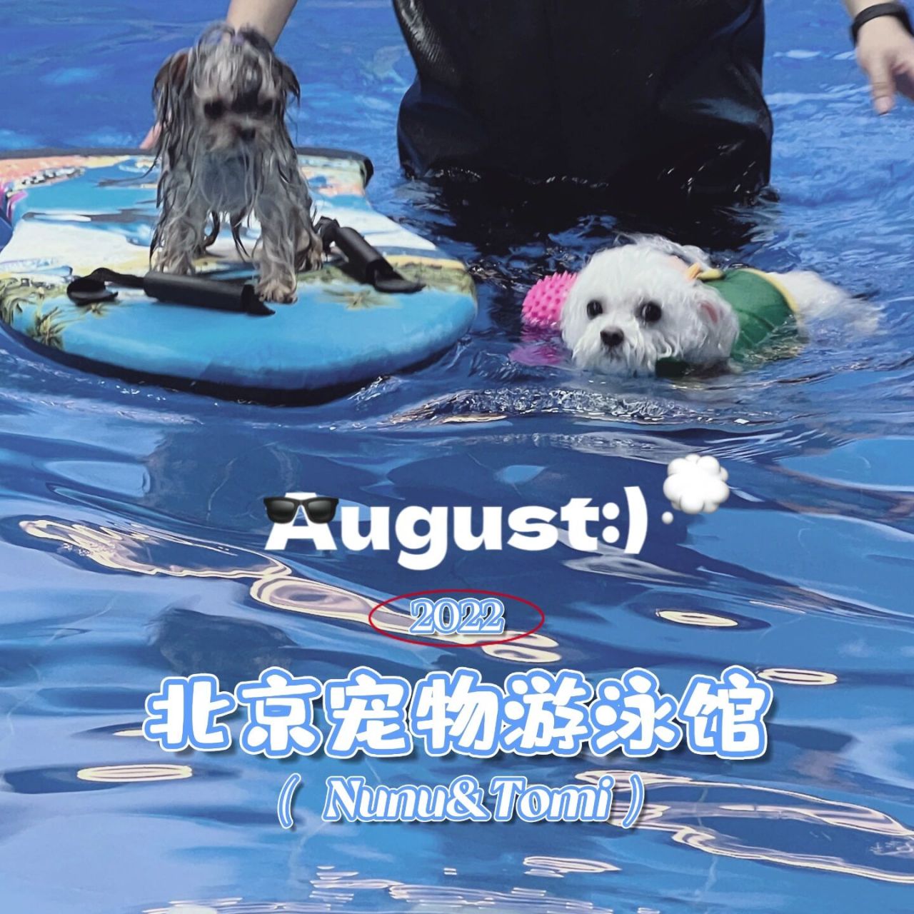 95北京狗狗去哪儿→宠物游泳馆→宠物游泳 虽然已经立秋94,但最近