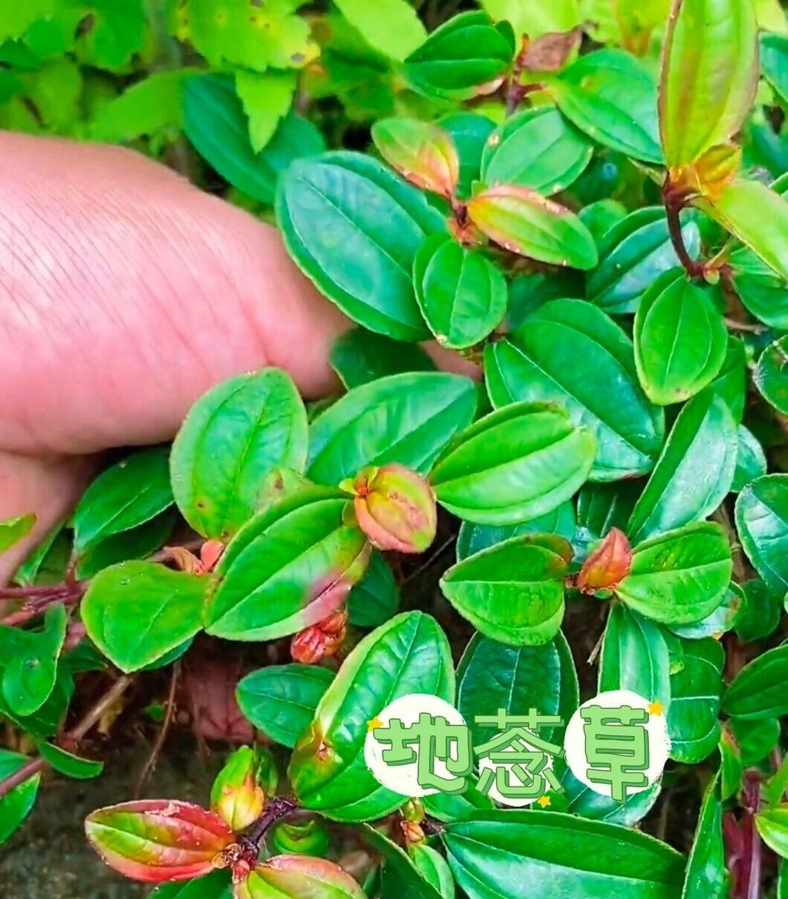 常见中草药植物—地菍草 地菍:药用植物,以全草或根入药.