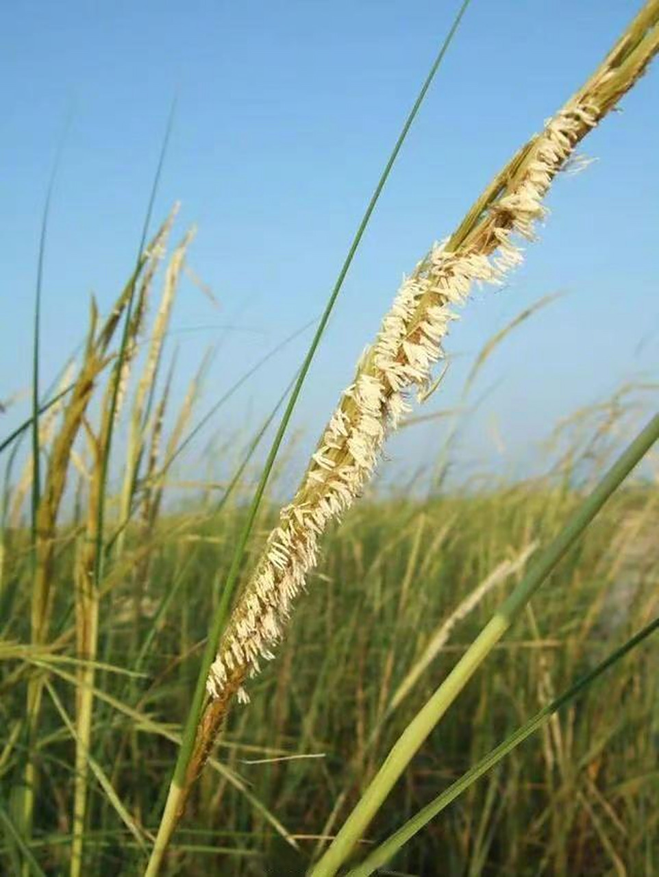 【福建明年9月底将基本除治互花米草】互花米草被列为全球最危险的100