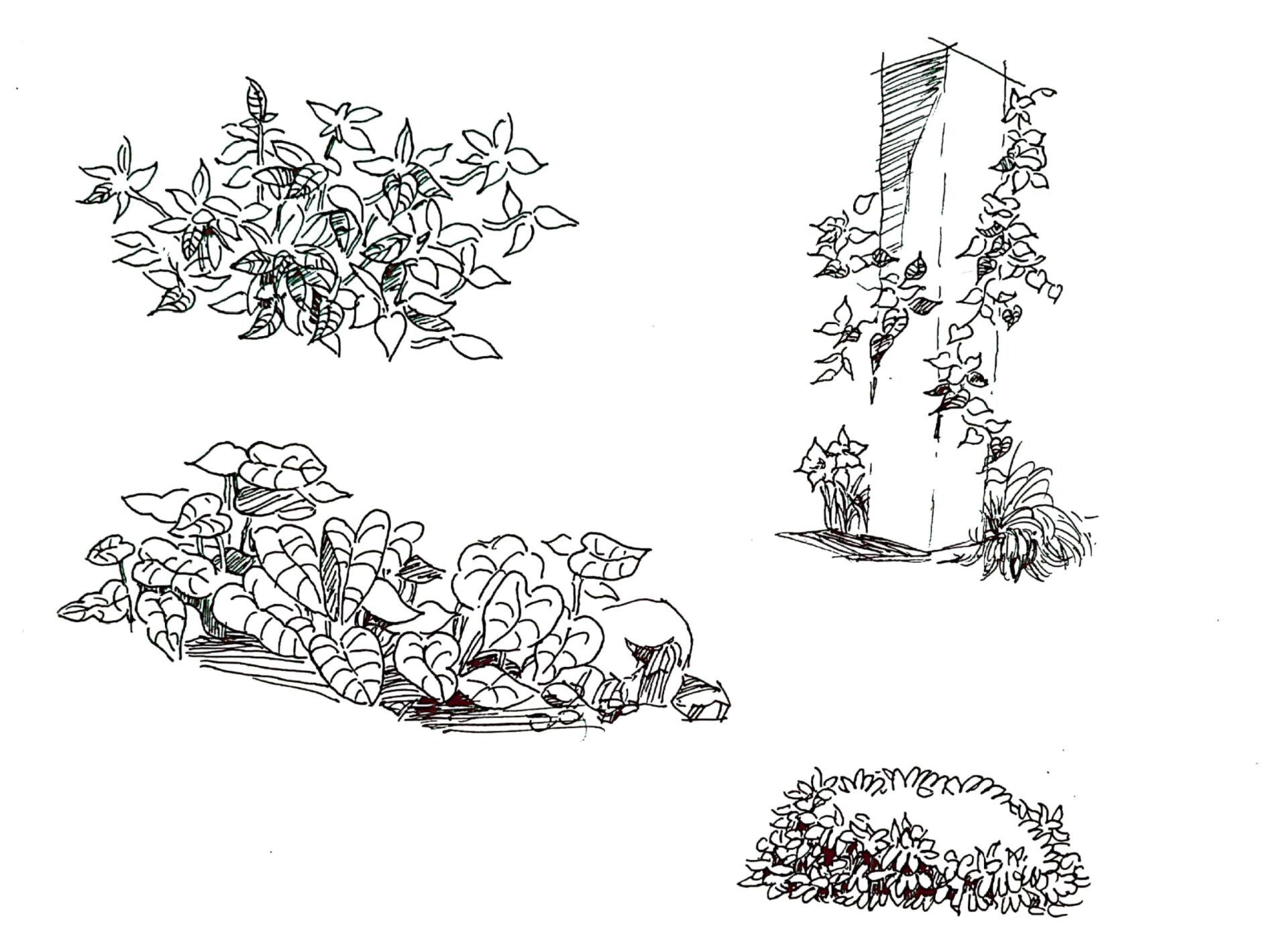 园林景观手绘速写|盆栽花草(4)