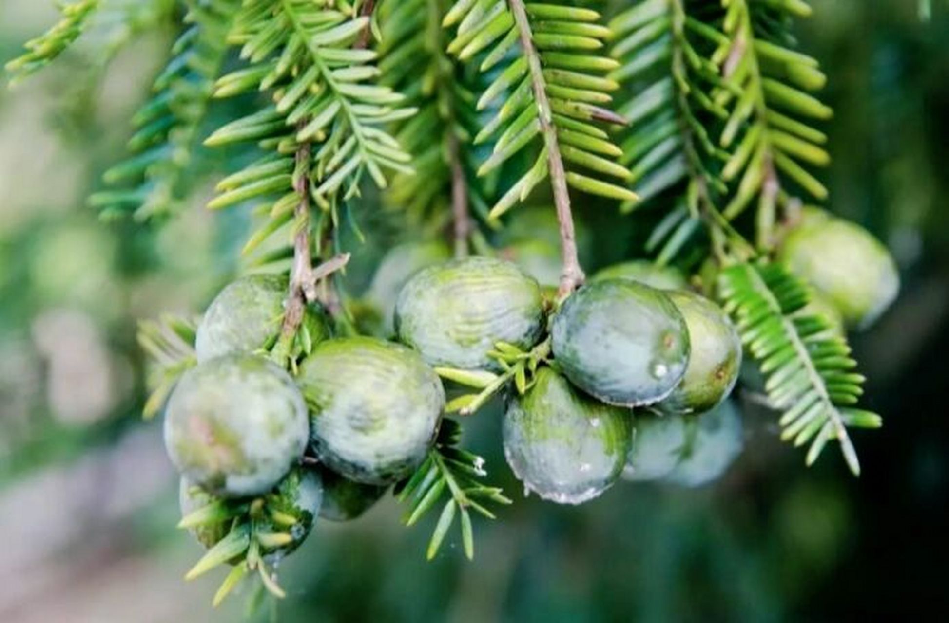 榧树,别名:香榧,野榧,羊角榧,榧子 彼美玉山果,千年中国榧.