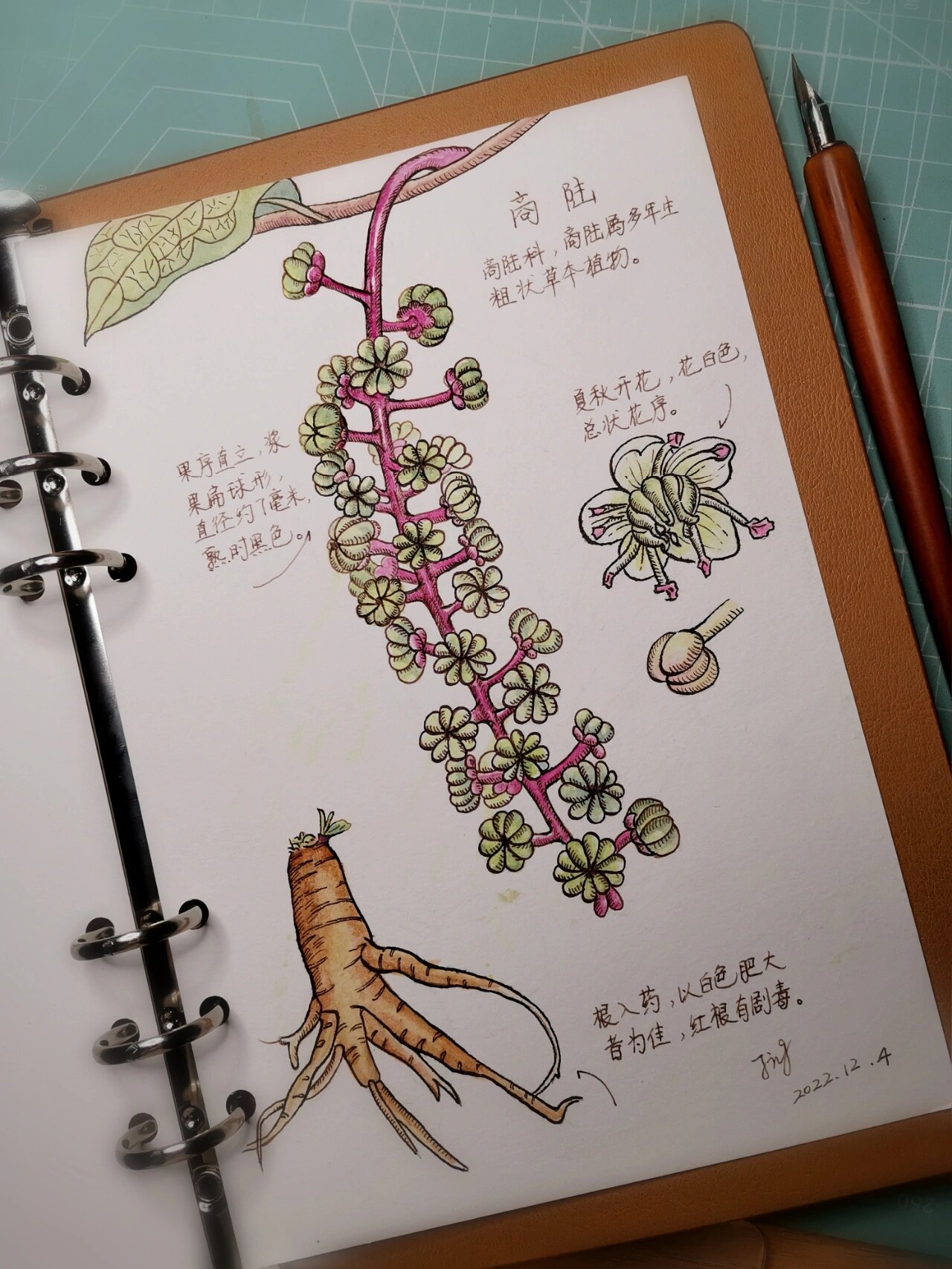 植物笔记