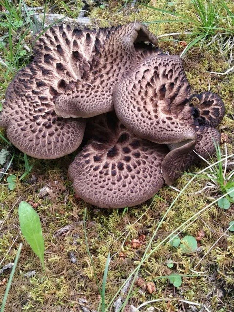西藏虎掌菌 🍀虎掌菌,也称獐子菌,生长在"小瑞士"西藏类乌齐海拔