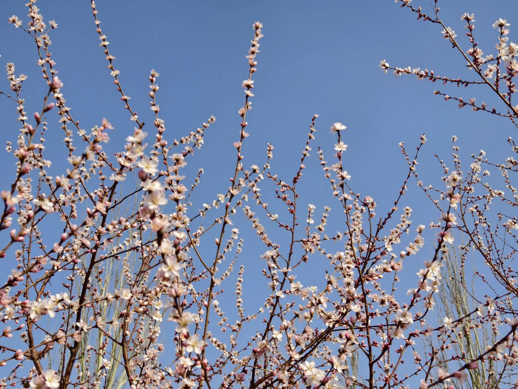 晋阳湖公园桃花图片