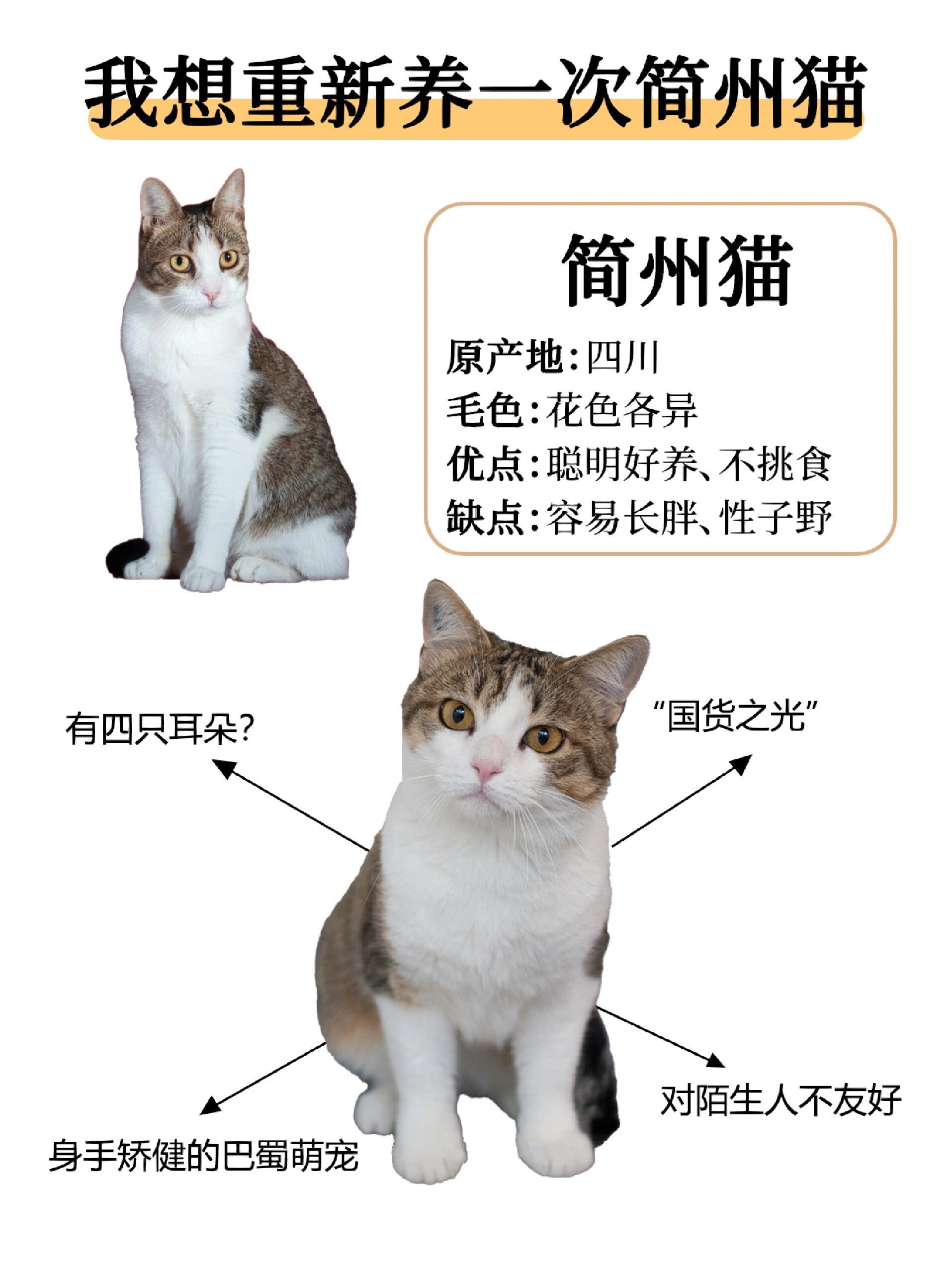 简州猫和狸花猫混交图片