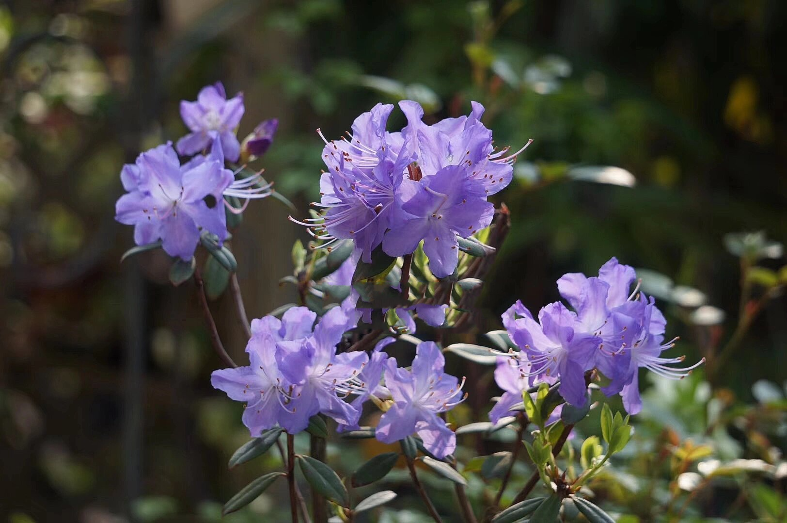 蓝杜鹃"火山湖" 超美的蓝色杜鹃