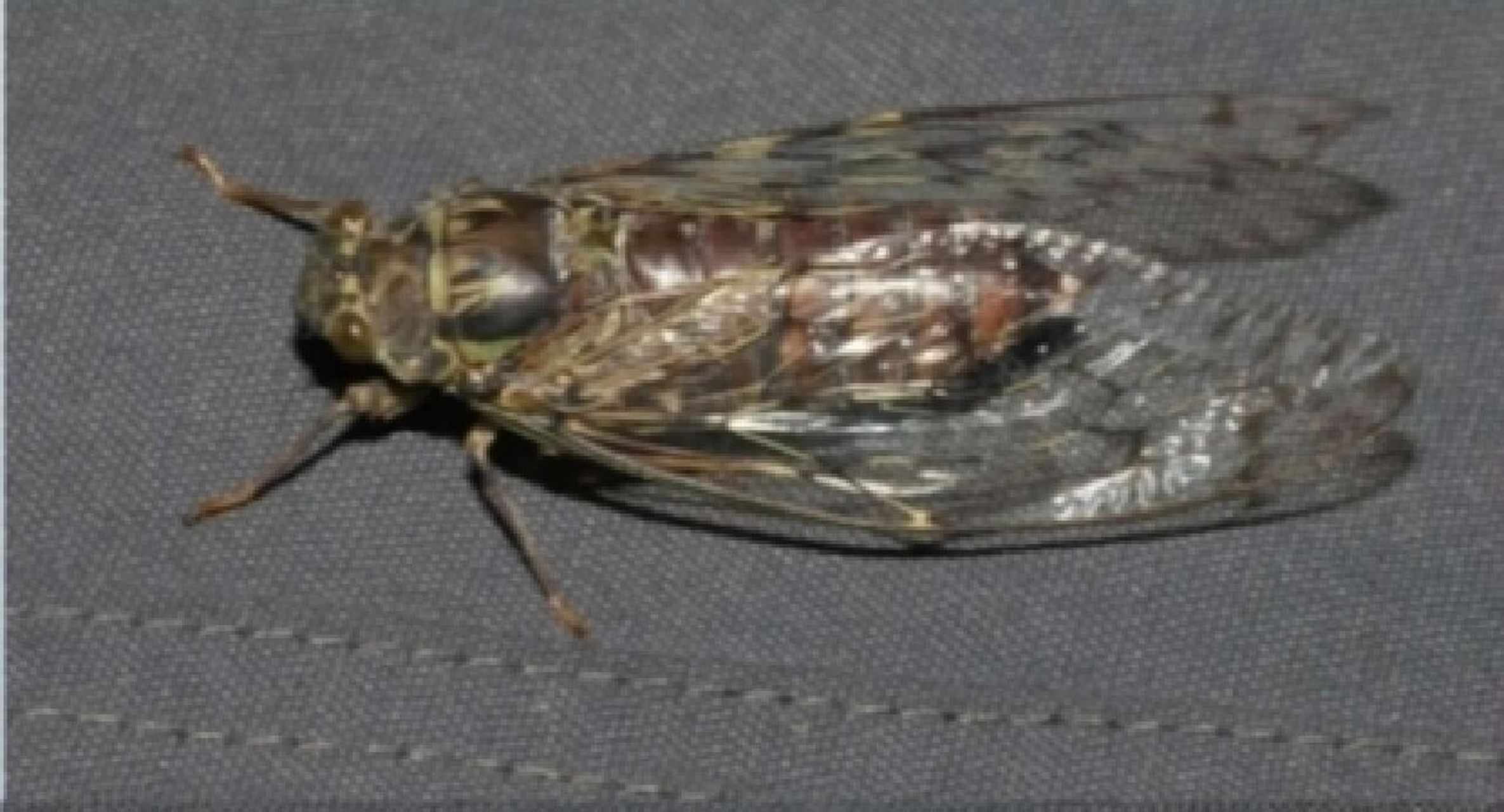 窄瓣螂蝉 wingwingwing啊!什么啊好吵!防空警报的声音呐!