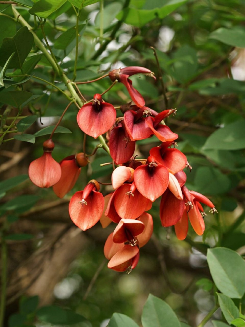 身边的植物16 - 鸡冠刺桐 鸡冠刺桐 erythrina crista-galli 豆目豆科