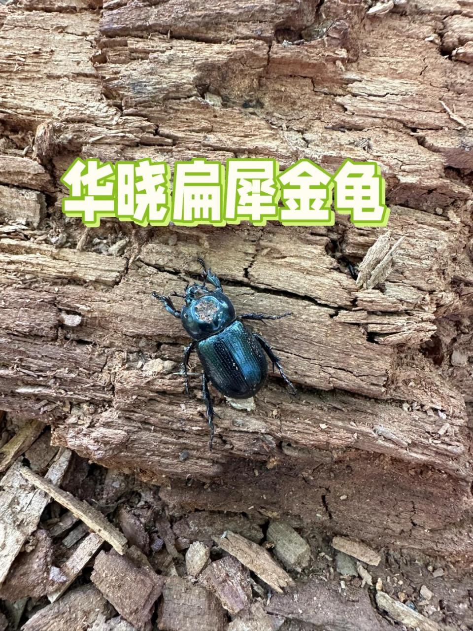 世界# #甲虫# #大自然# #自然教育# #趣味知识科普# #华晓扁犀金龟