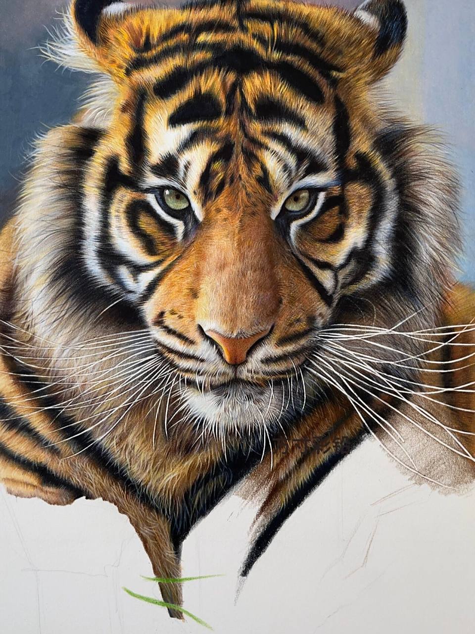 彩铅画-老虎 使用工具:三福霹雳马彩铅150色,三菱彩铅36色,获多福细纹