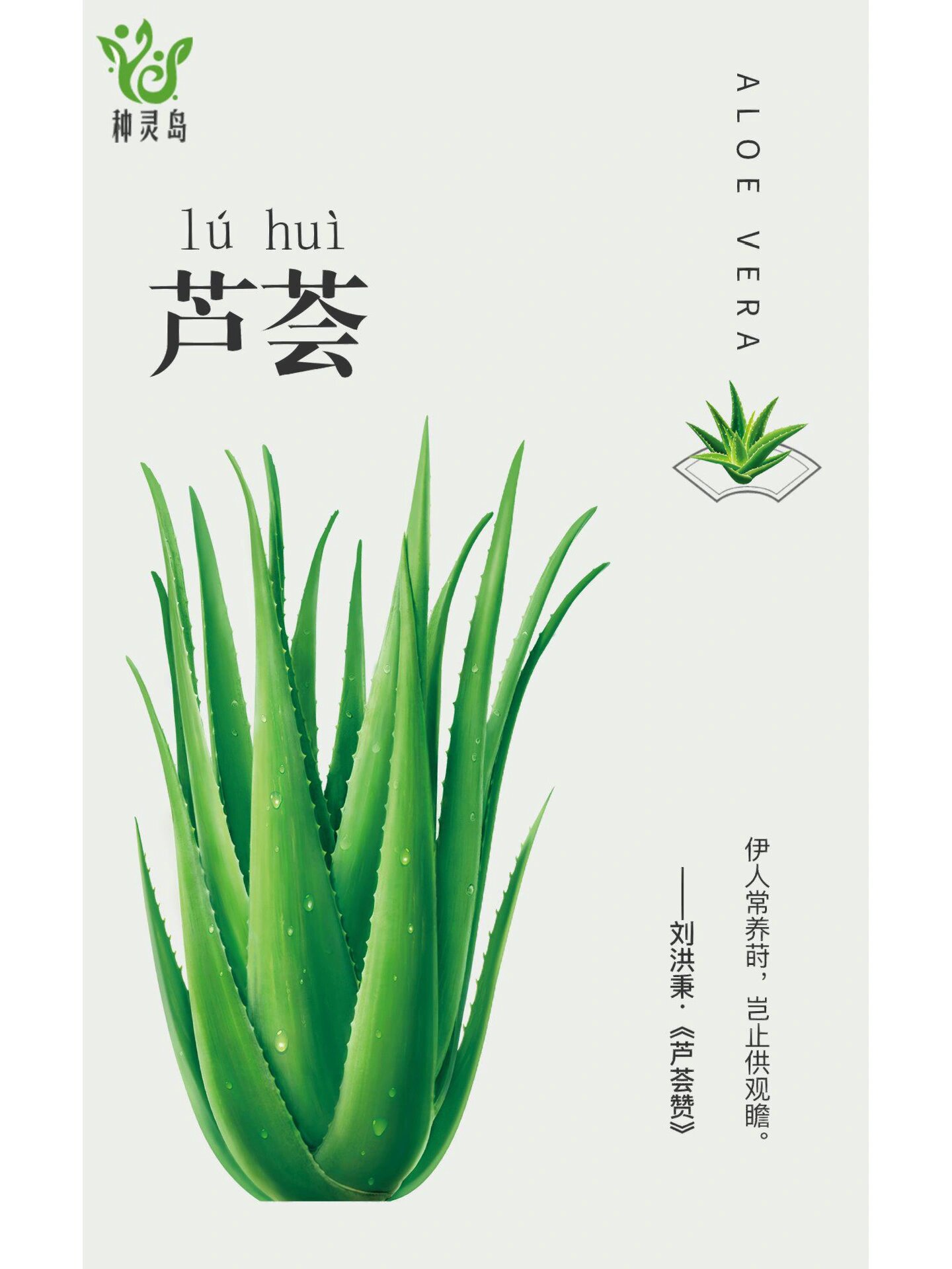 种灵岛植物画册