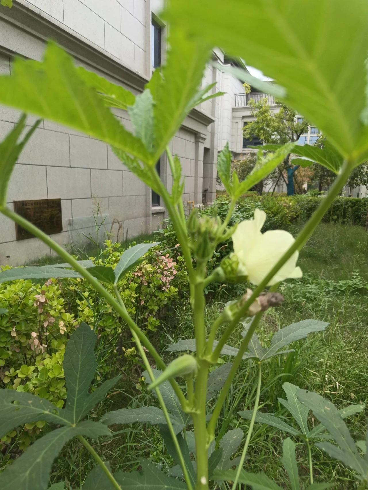 肾草黄秋葵图片